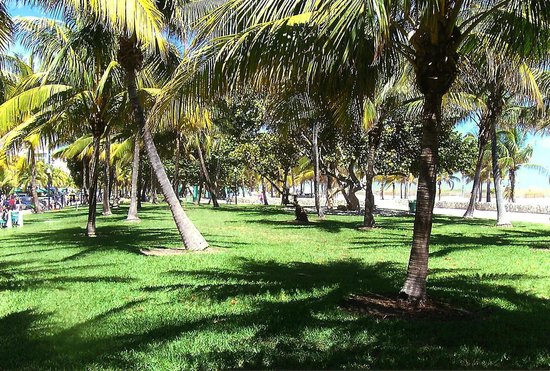 Palm Grove.jpg