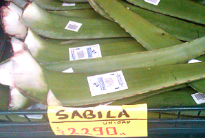 sabila.jpg