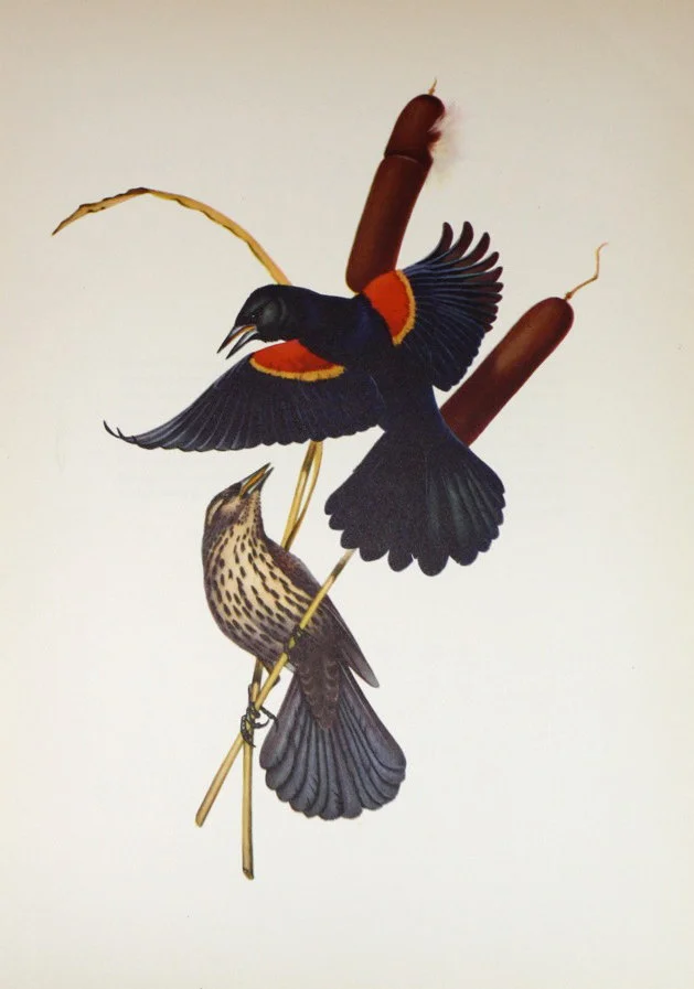 blackbird4.jpg