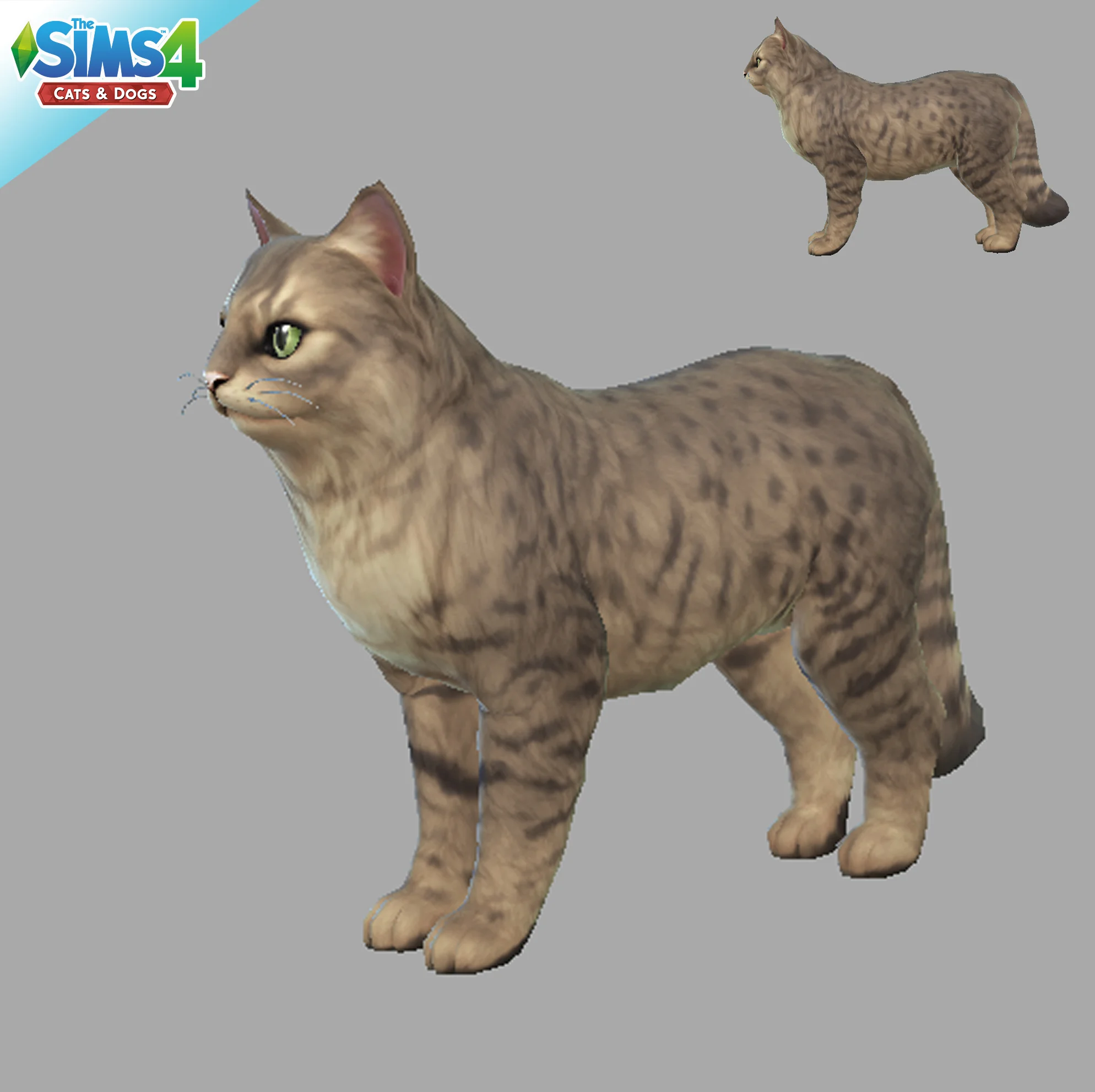 TheSims4Pets_Coon.jpg