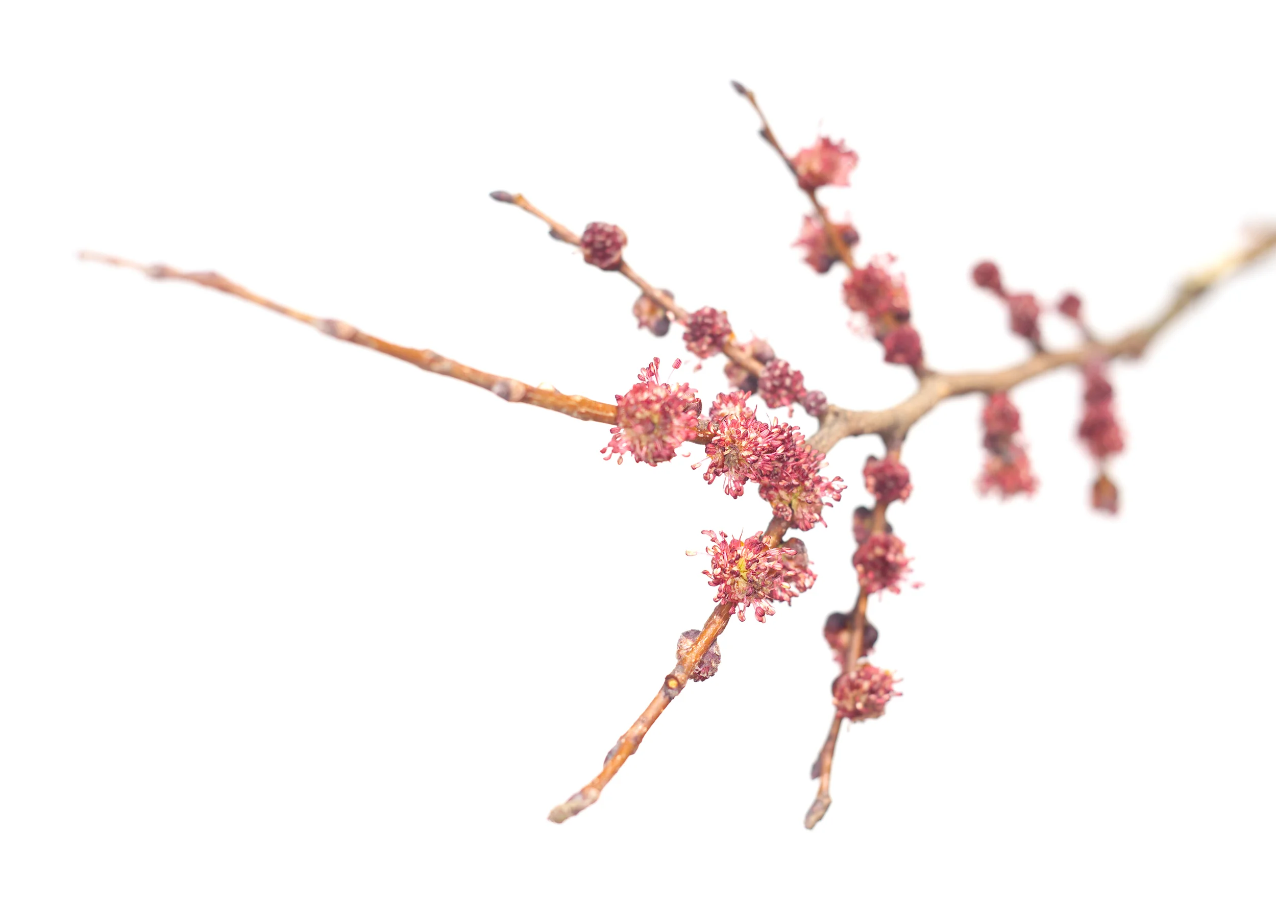 Elm