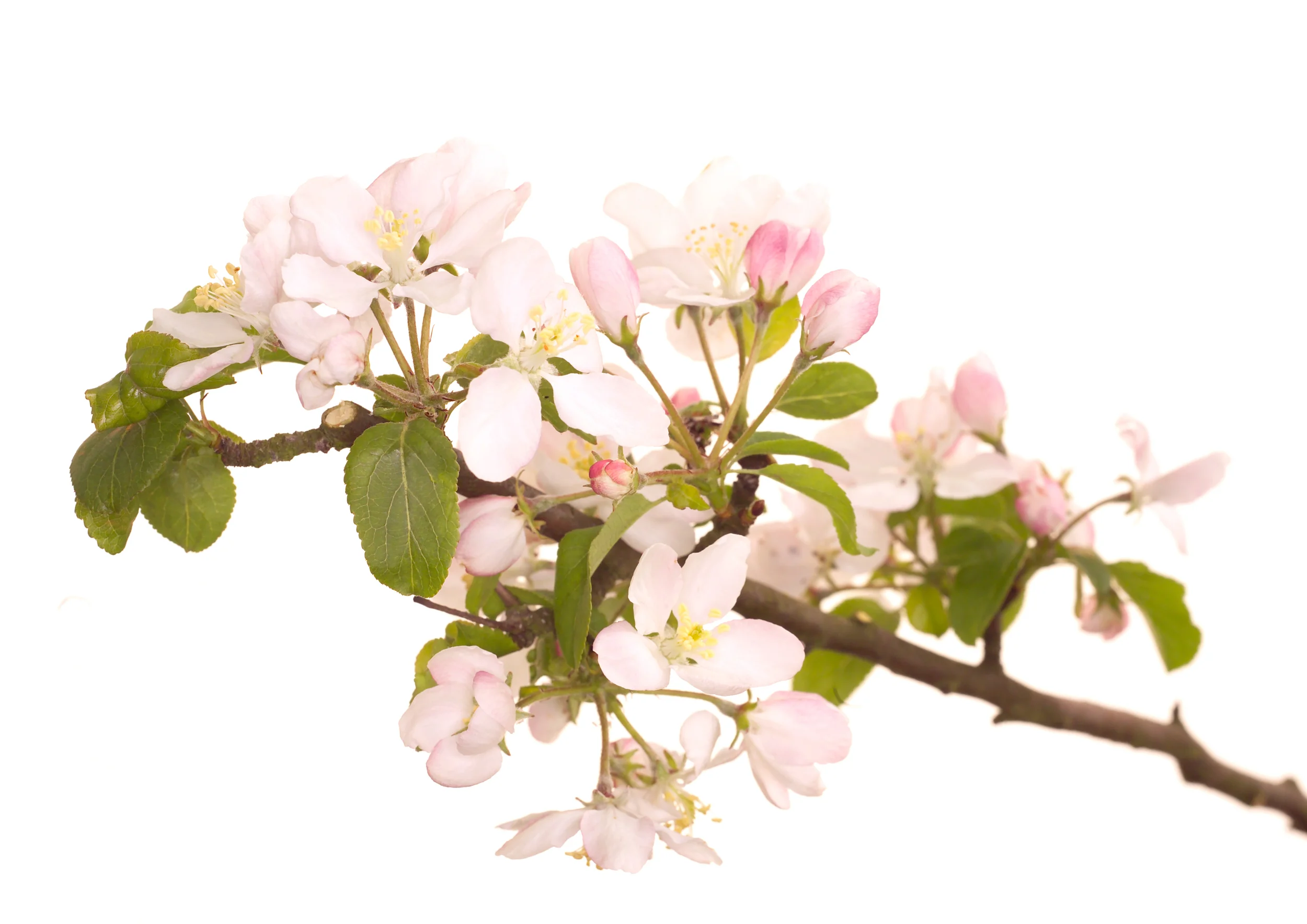Crab Apple