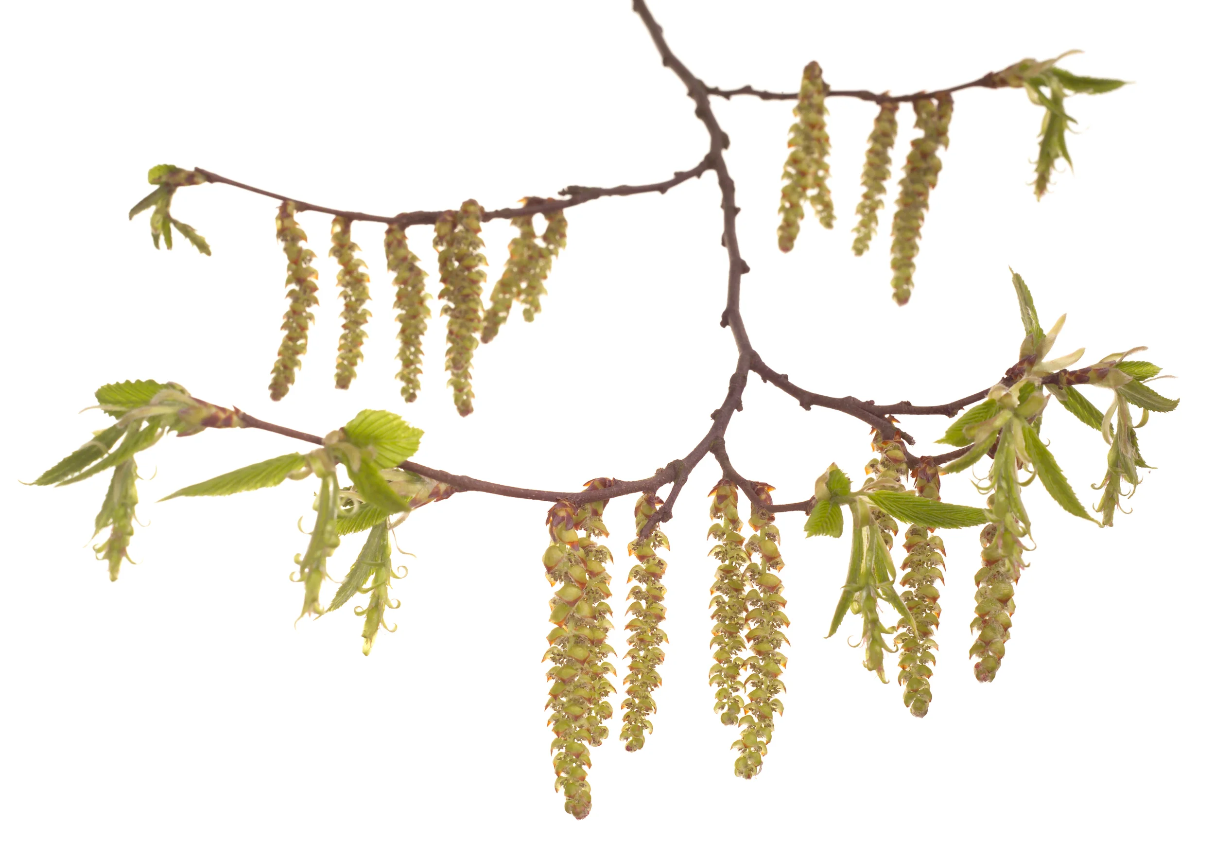 Hornbeam