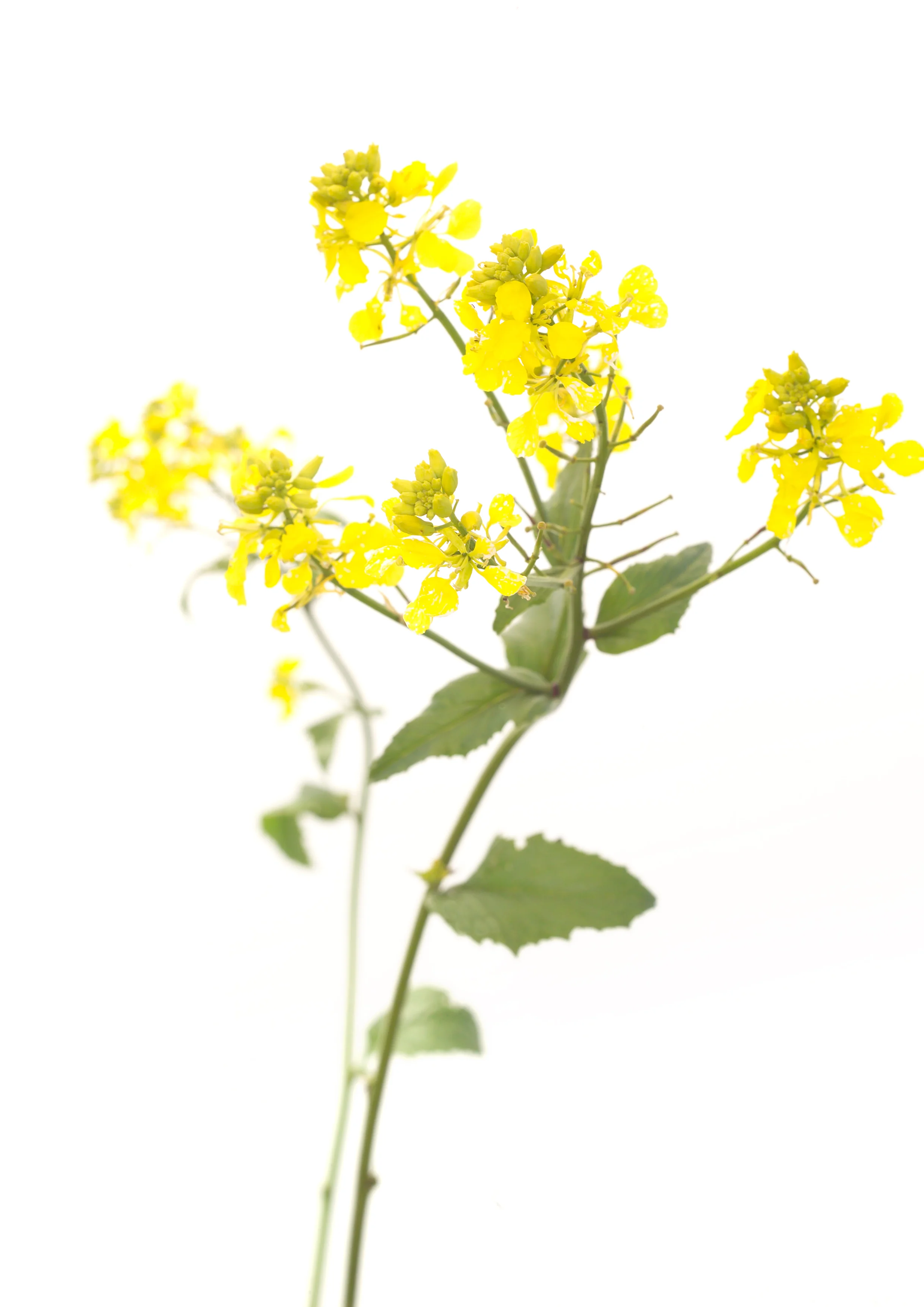 Mustard