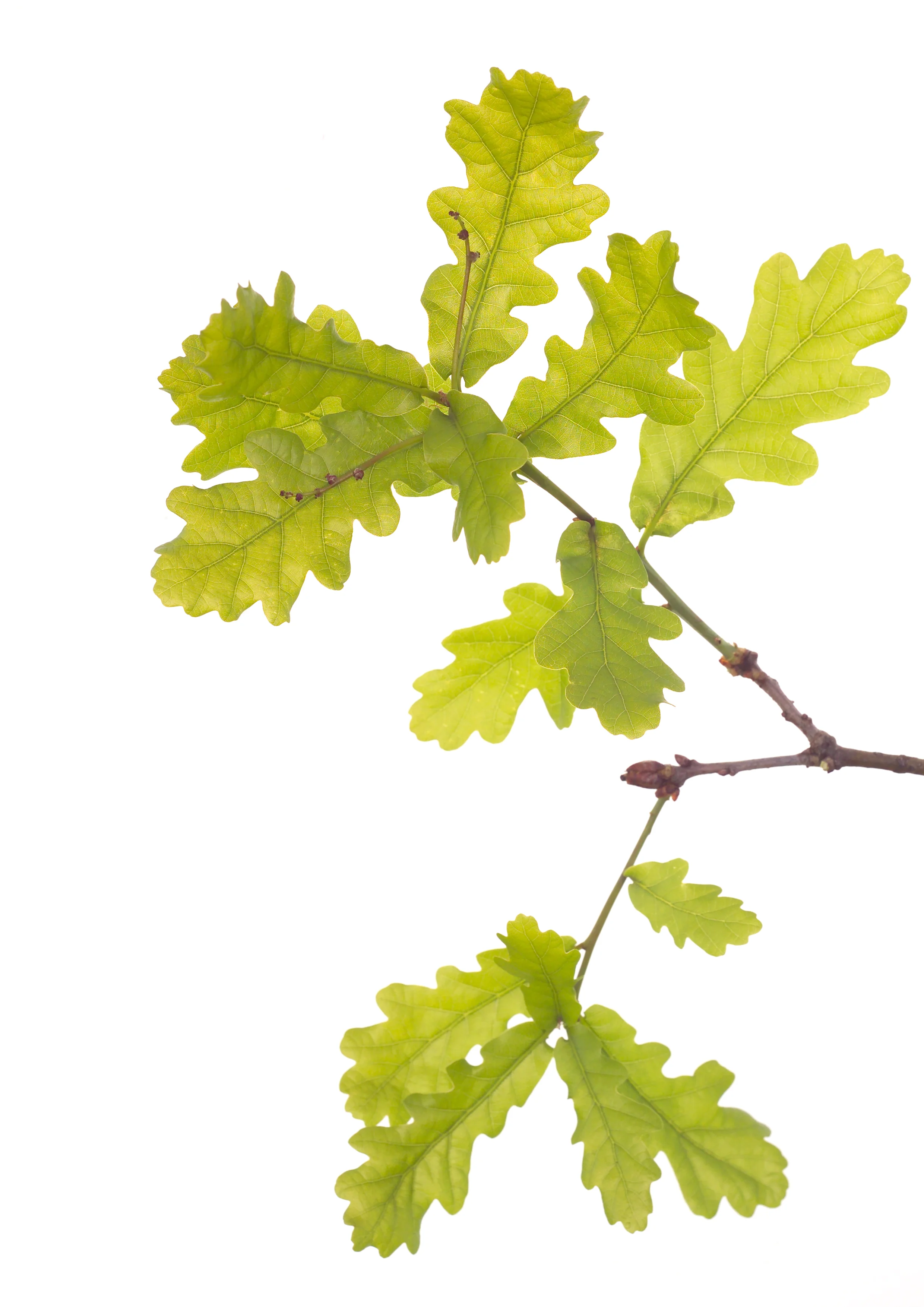 Oak