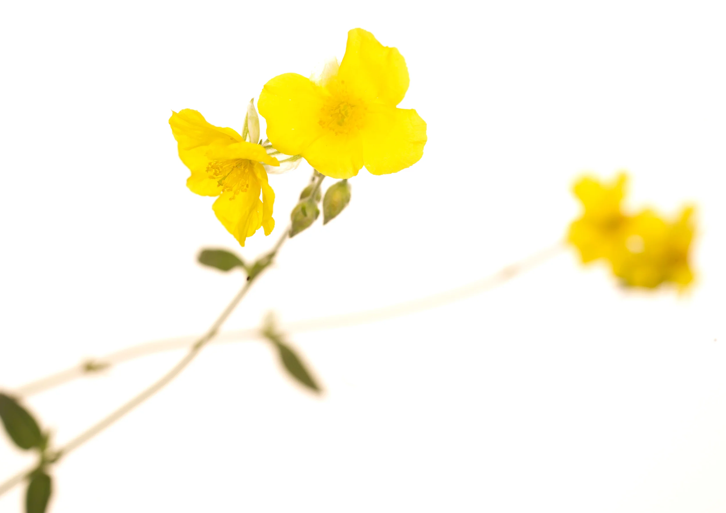 Rock Rose