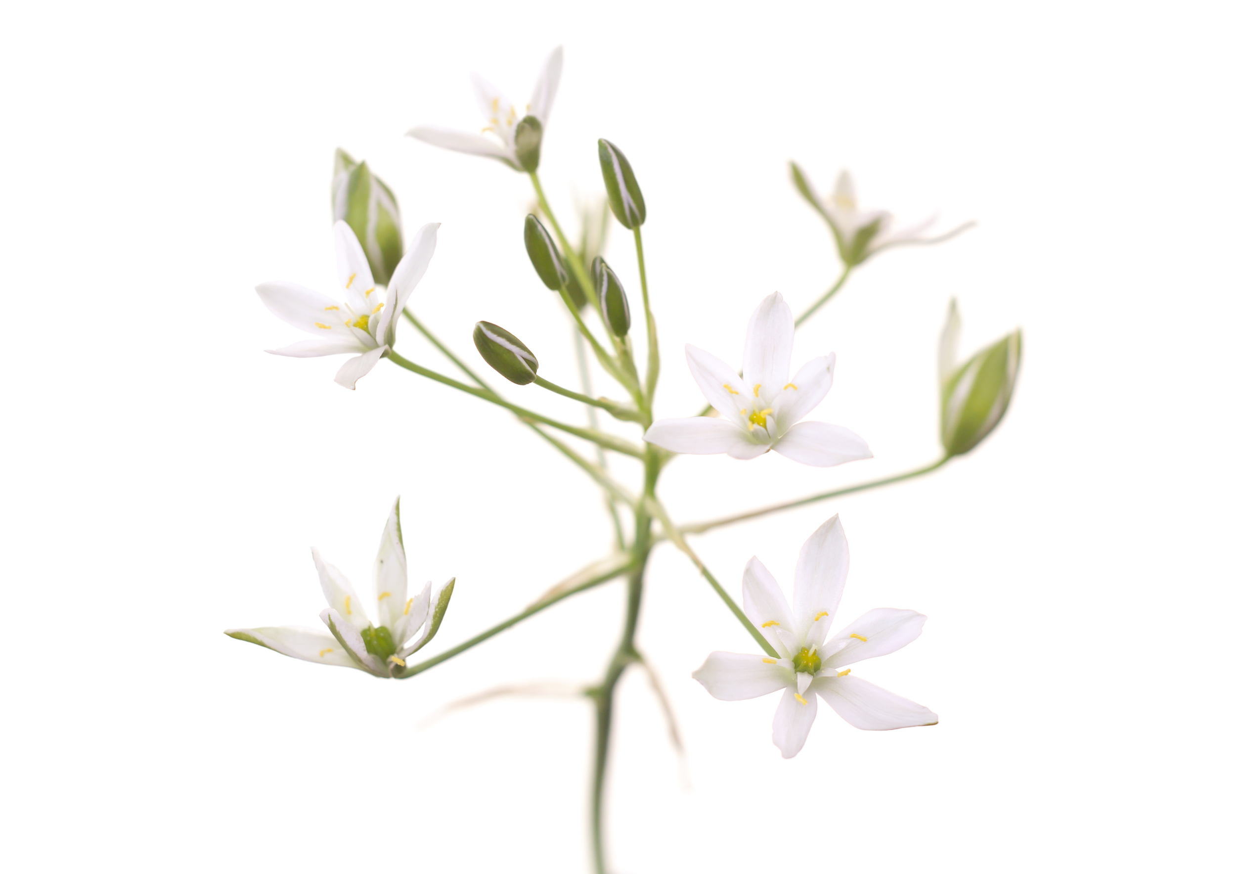Star of Bethlehem