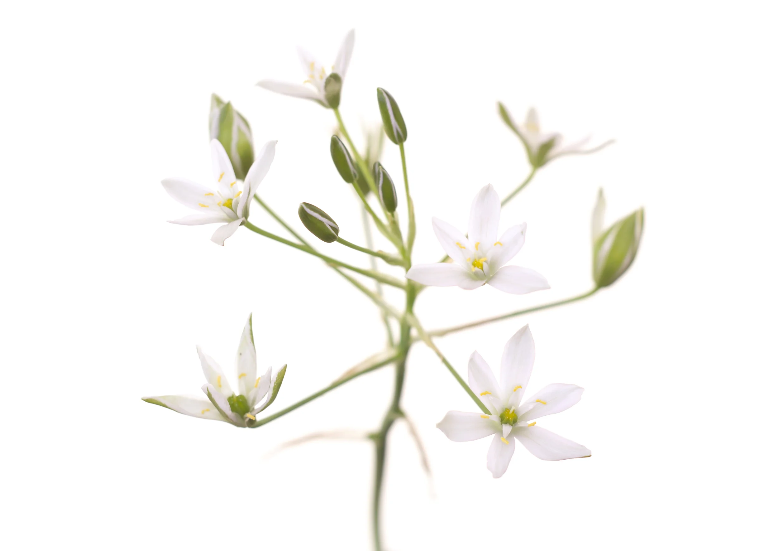 Star of Bethlehem