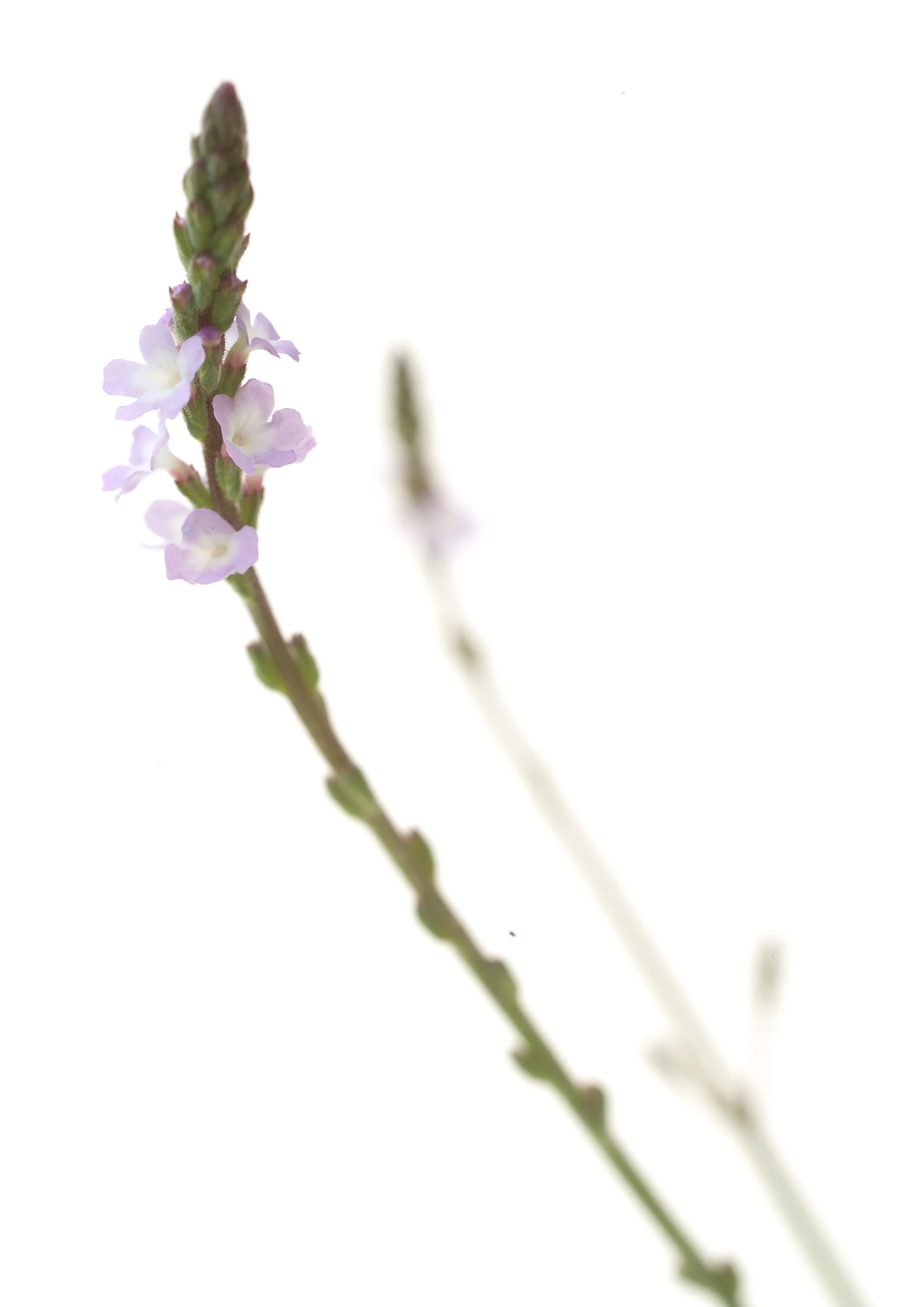 Vervain