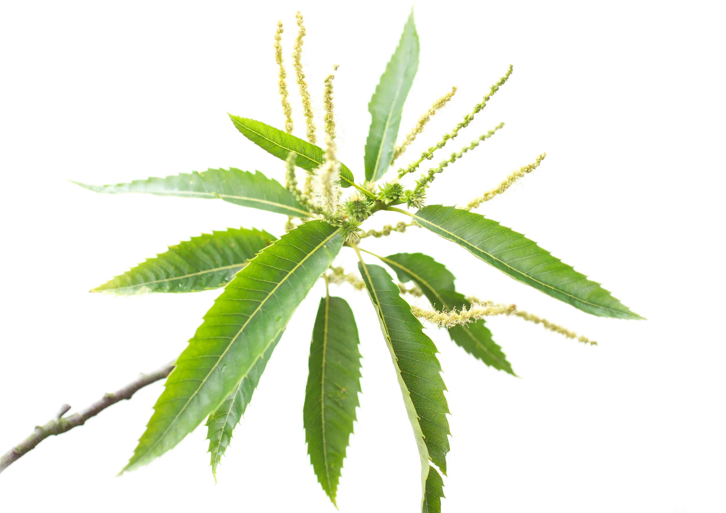 Sweet Chestnut