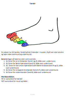 tænder zoner.png