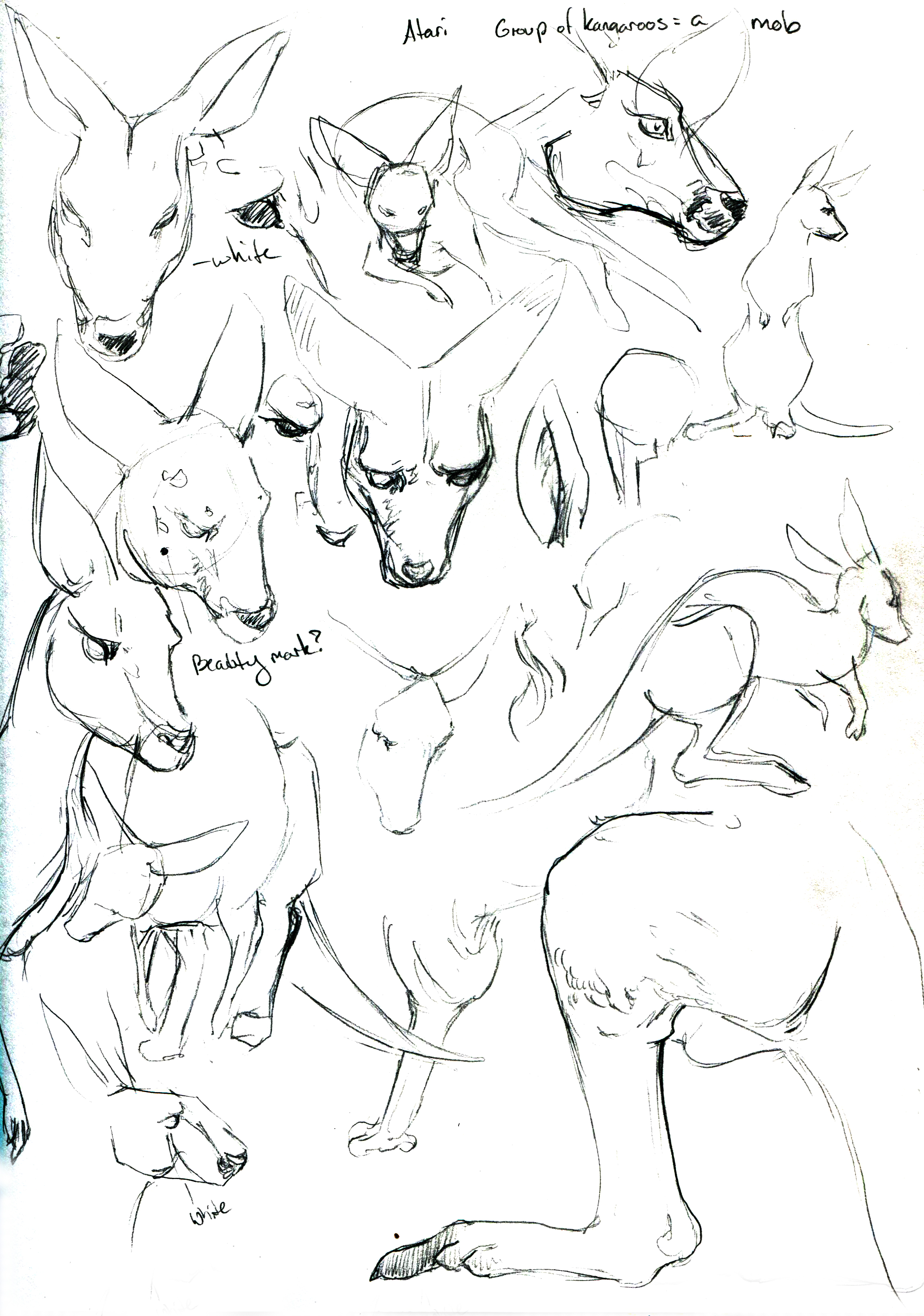 Animals008.jpg
