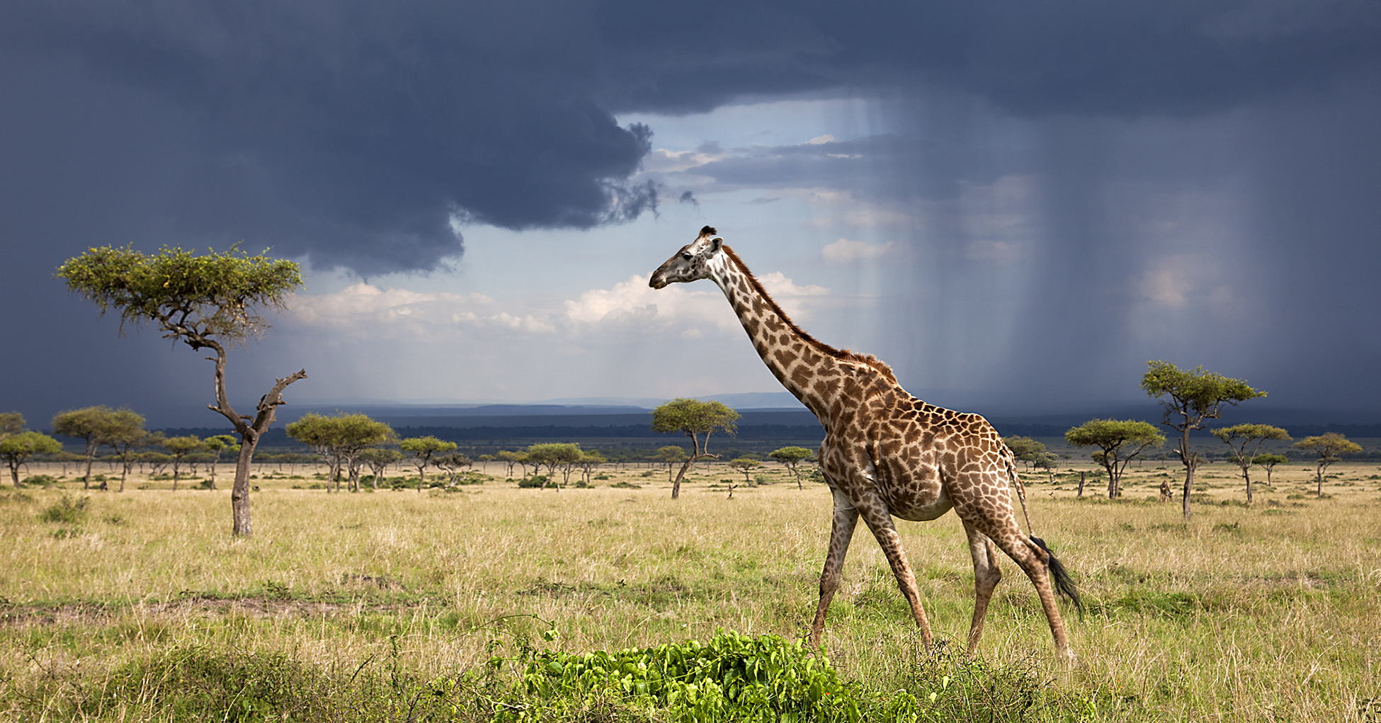 shows giraffe rain.jpg