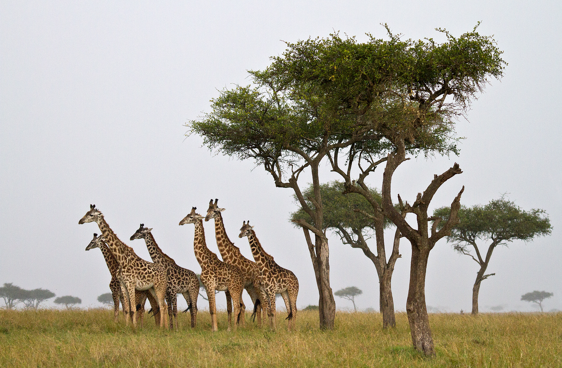 shows giraffes in rain.jpg