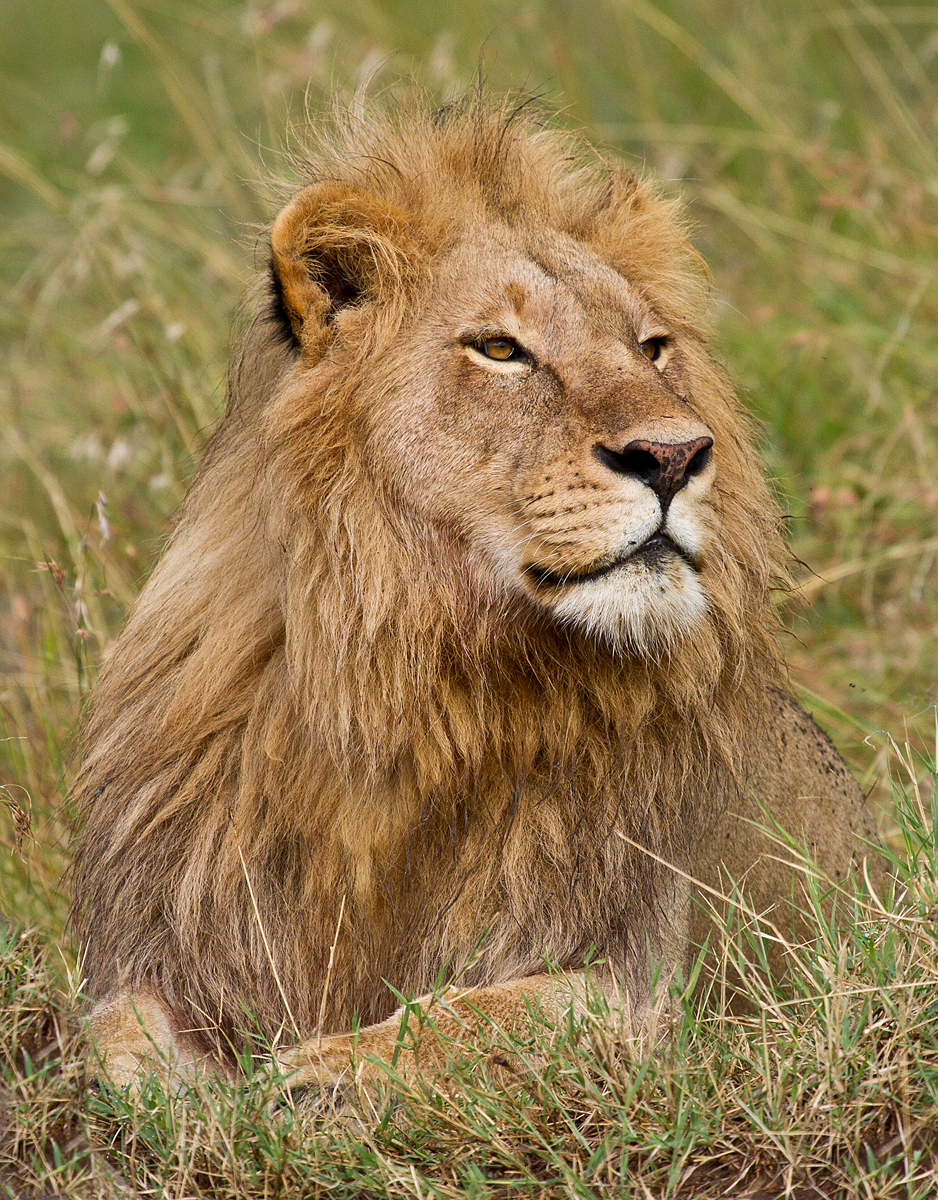 shows lion majestic.jpg