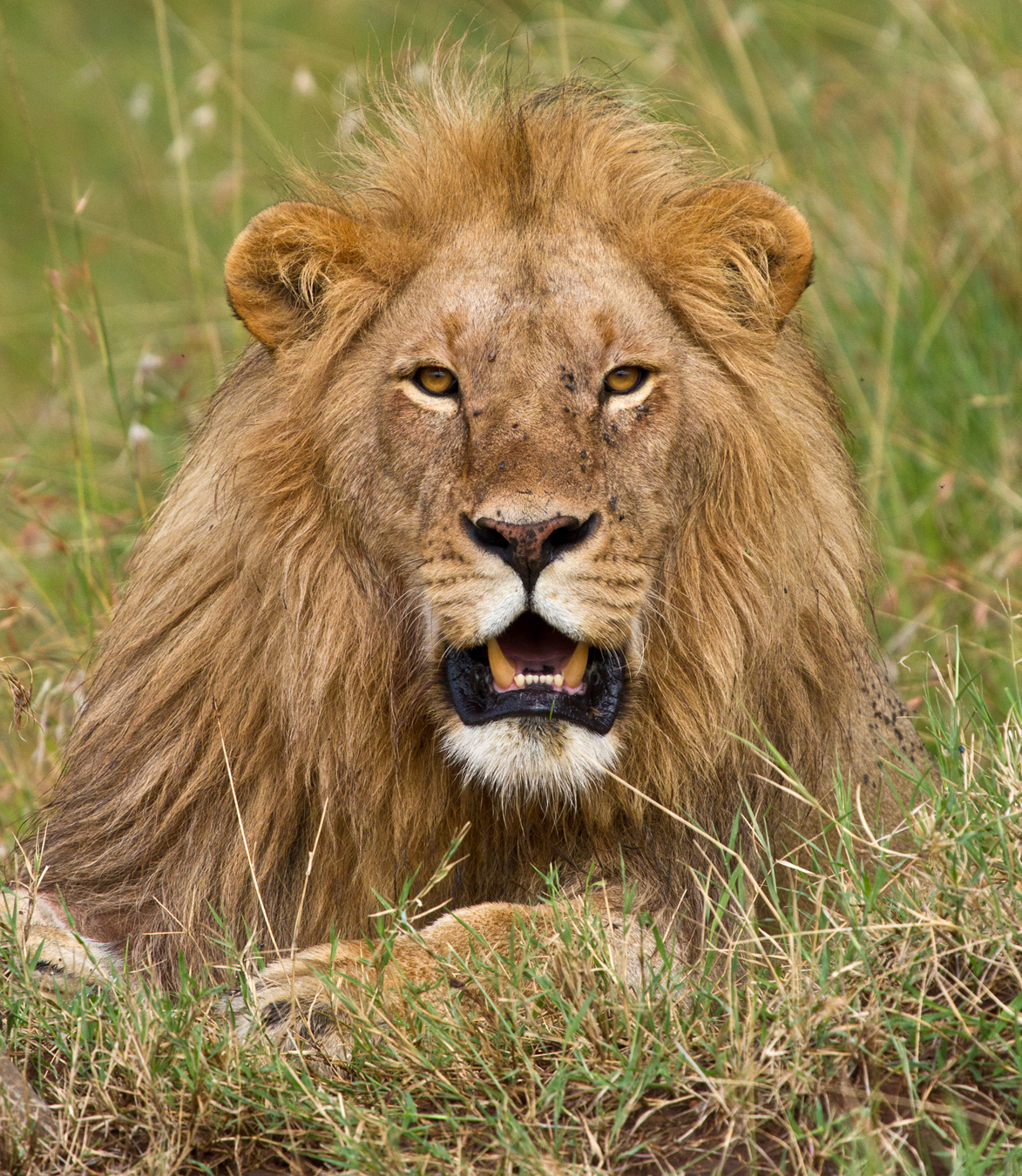 show lion looking.jpg