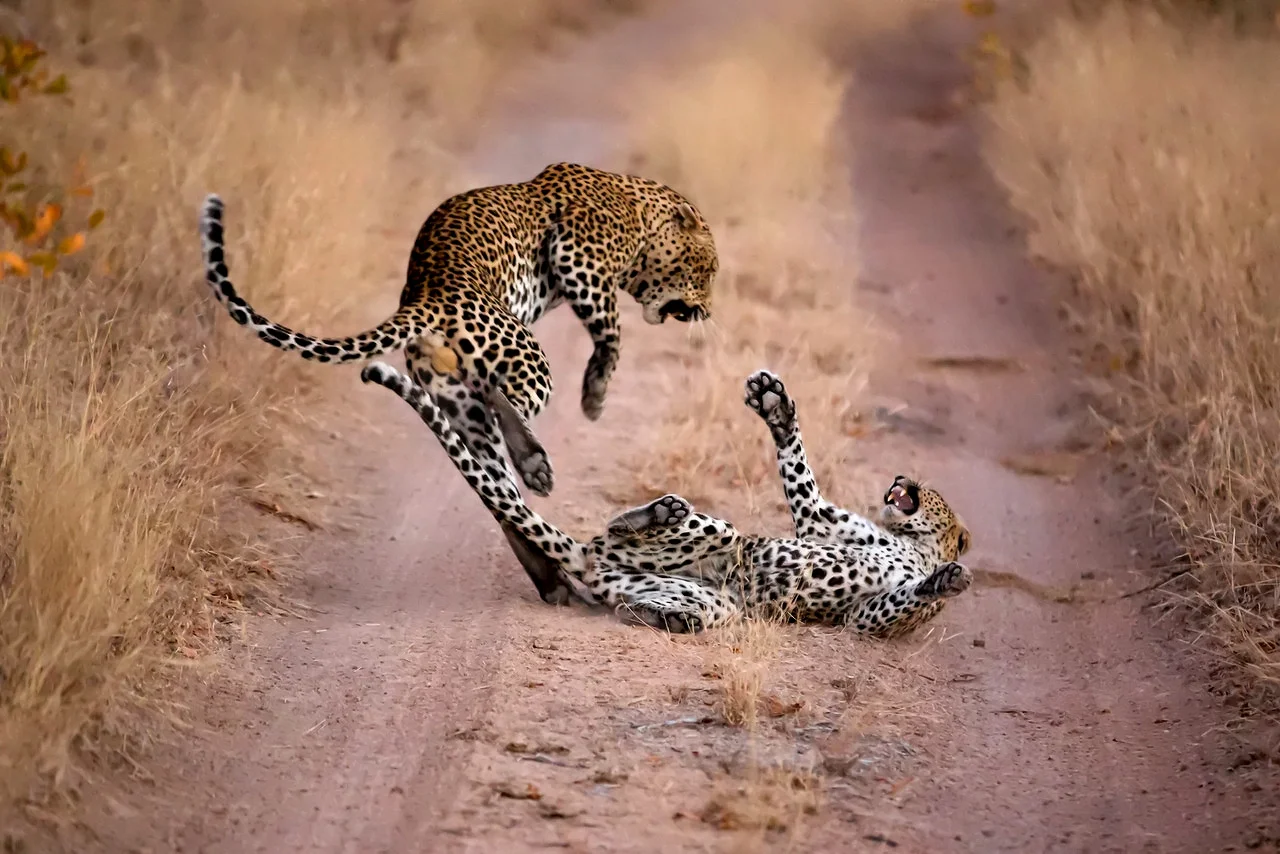 Photograph by Andy Williams.jpg