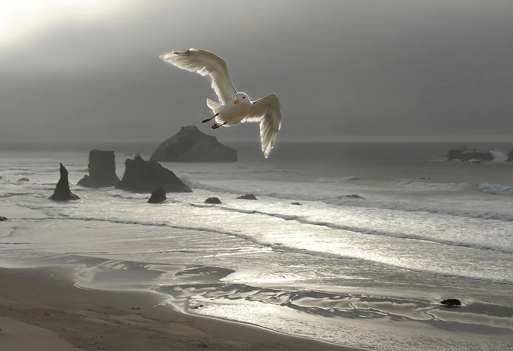 6 Alex_Morley_Bandon_Gull.jpg