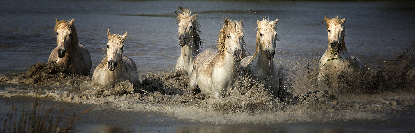 rick sammon camargue horses 7.jpg