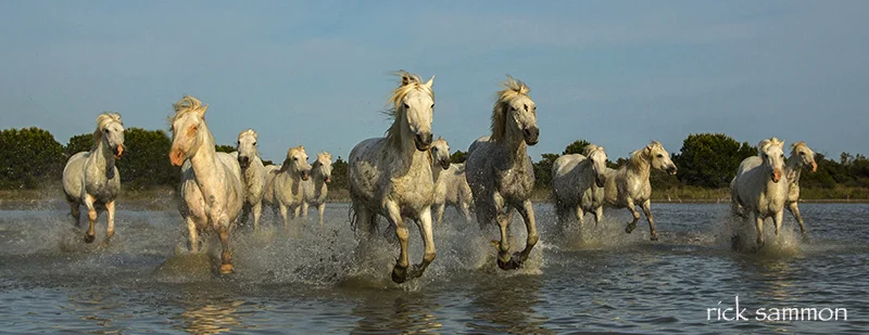 rick sammon camarague horses 2.jpg