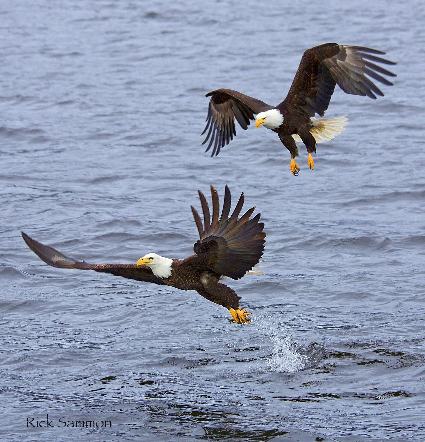 rick sammon eagles.jpg