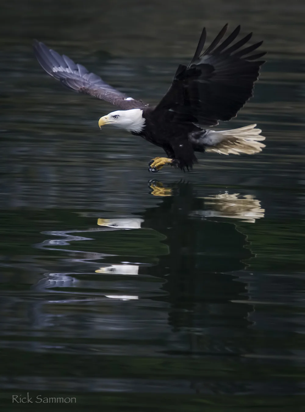 rick sammon bald eagle.jpg