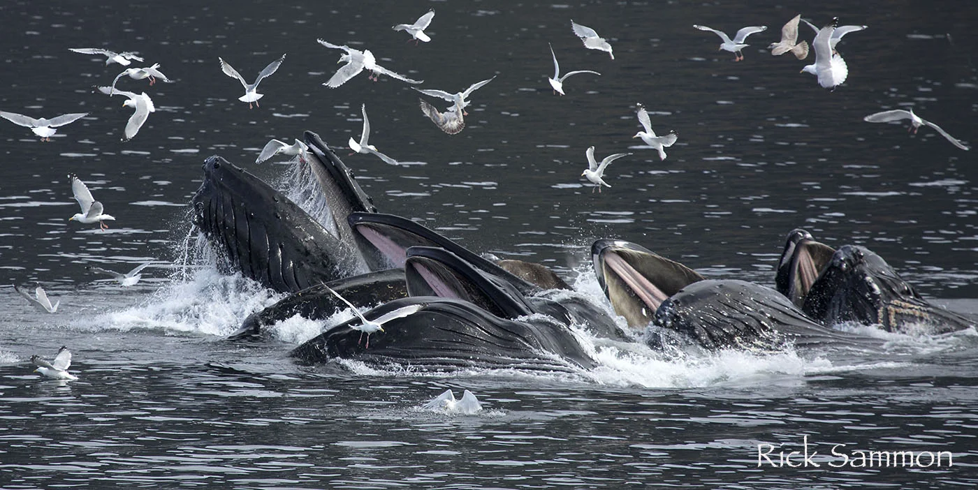 rick sammon whales.jpg