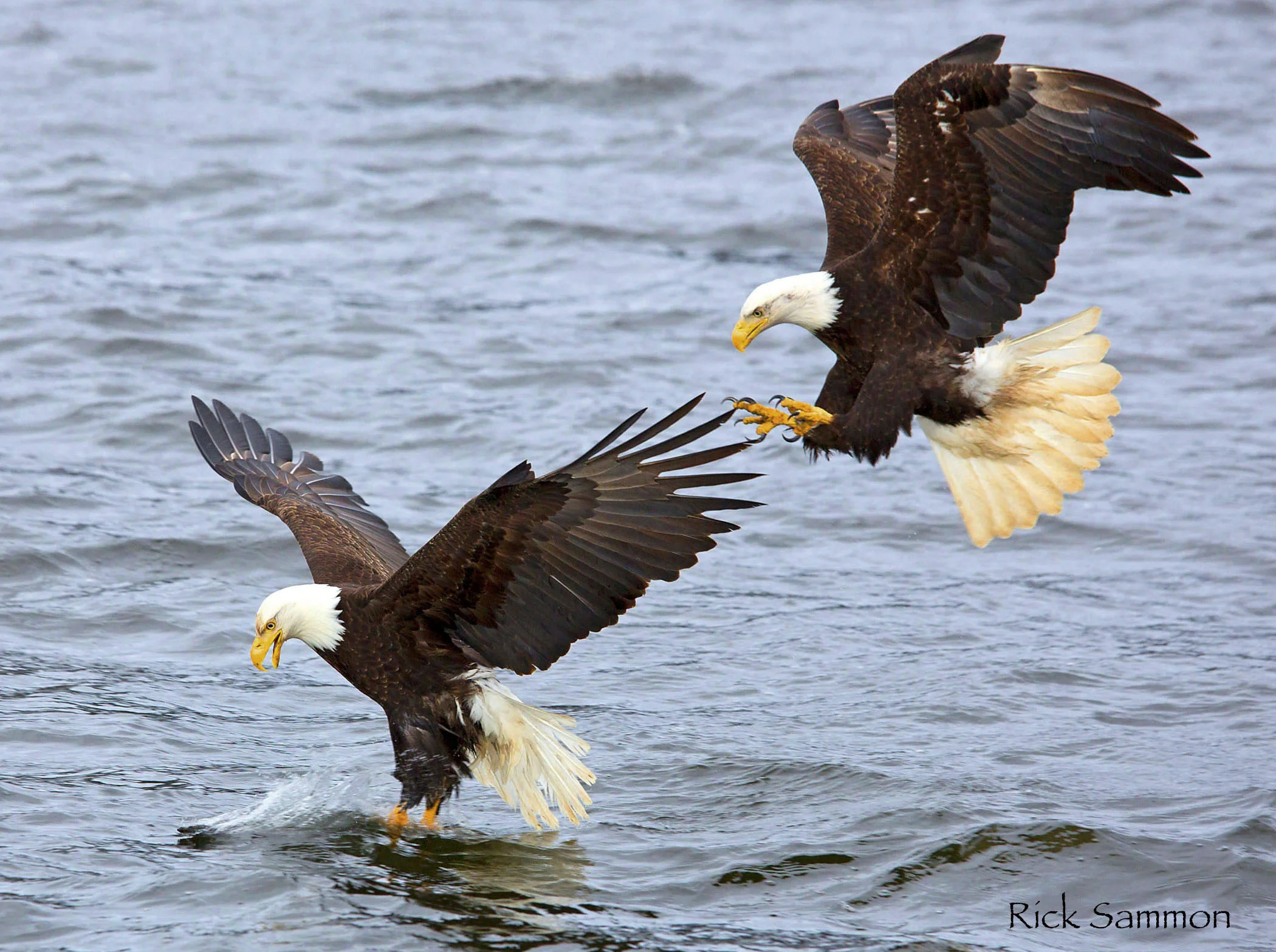shows Eagel 1.jpg