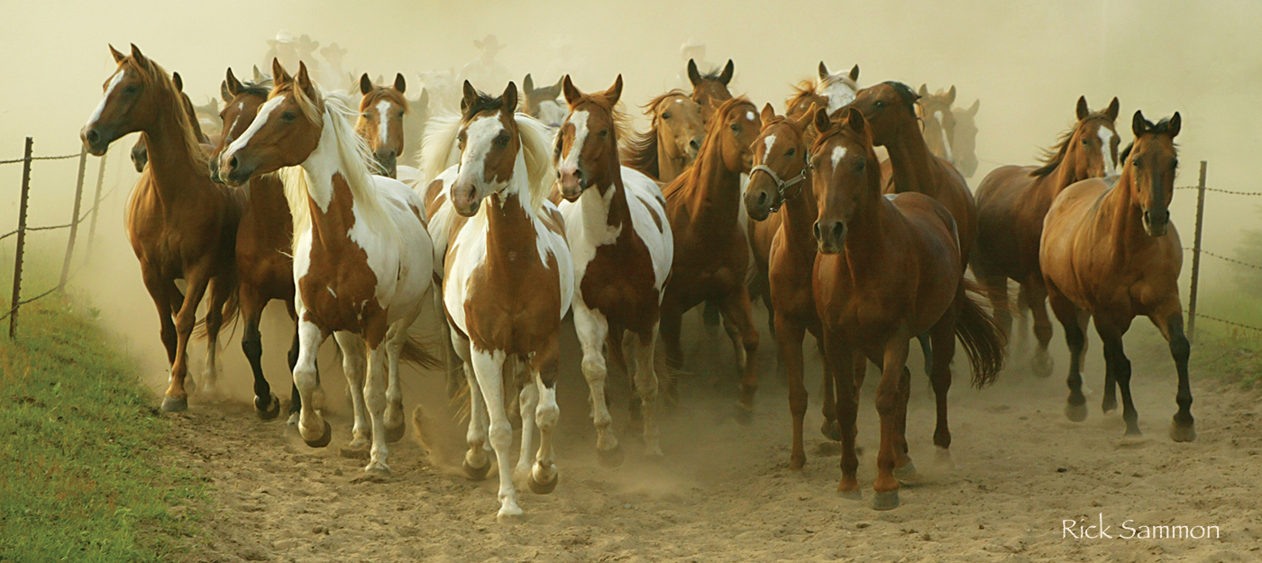 rick sammon horses.jpg