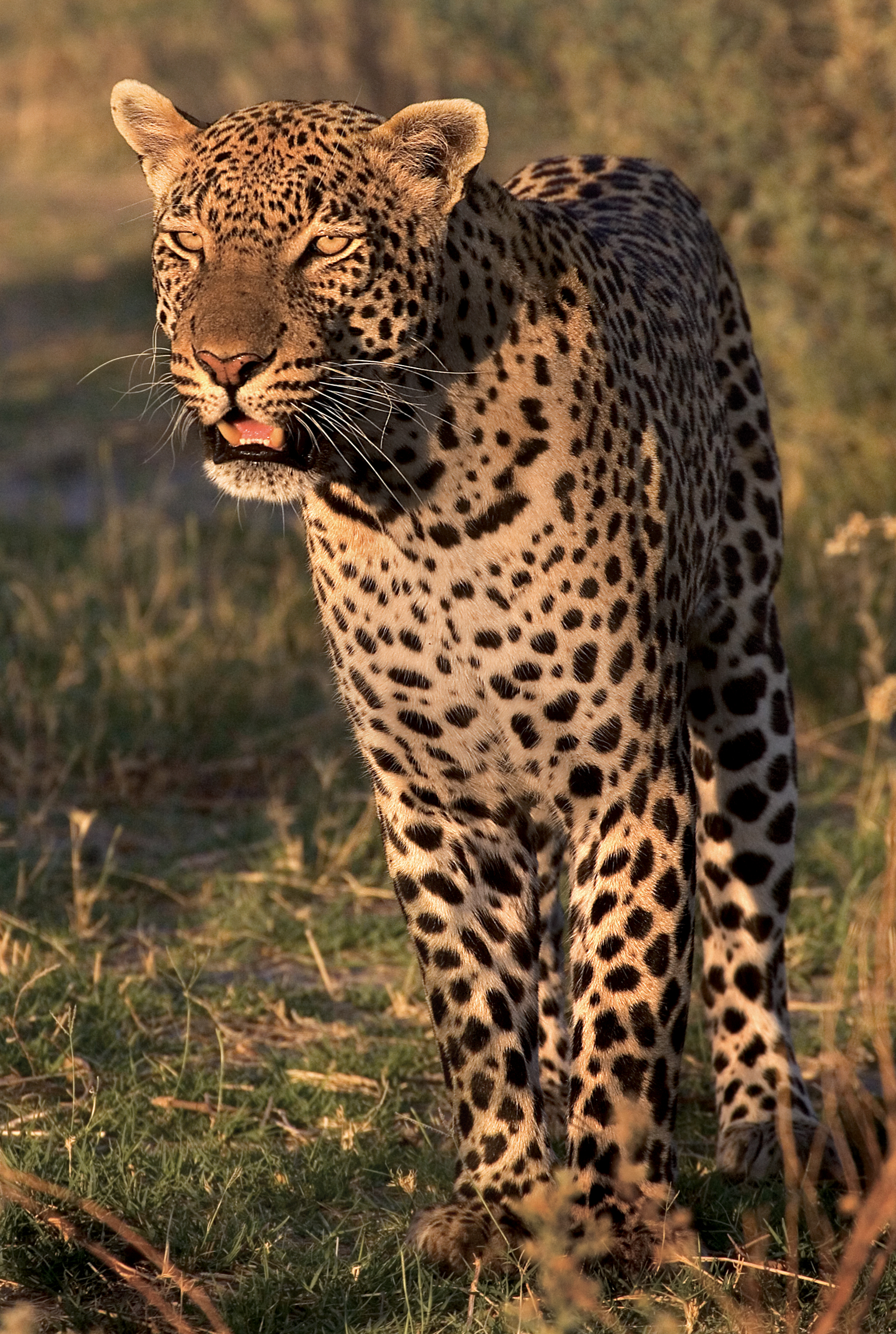 rick sammon botswana 7.jpg