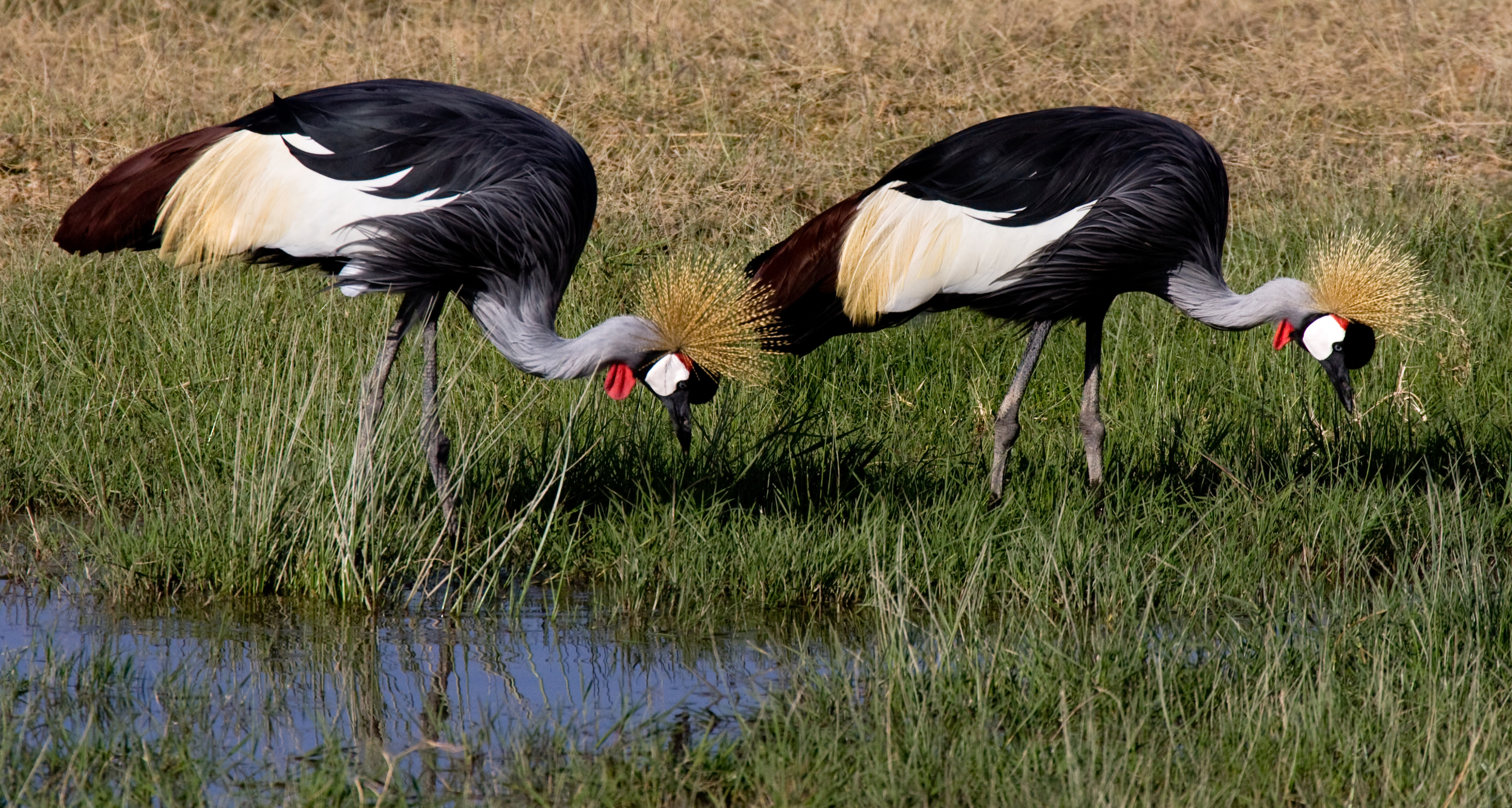 Rick Sammon's Birds003.jpg