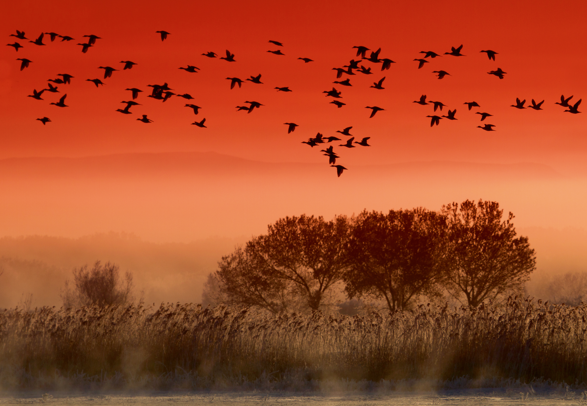 Rick Sammon's Birds011.jpg