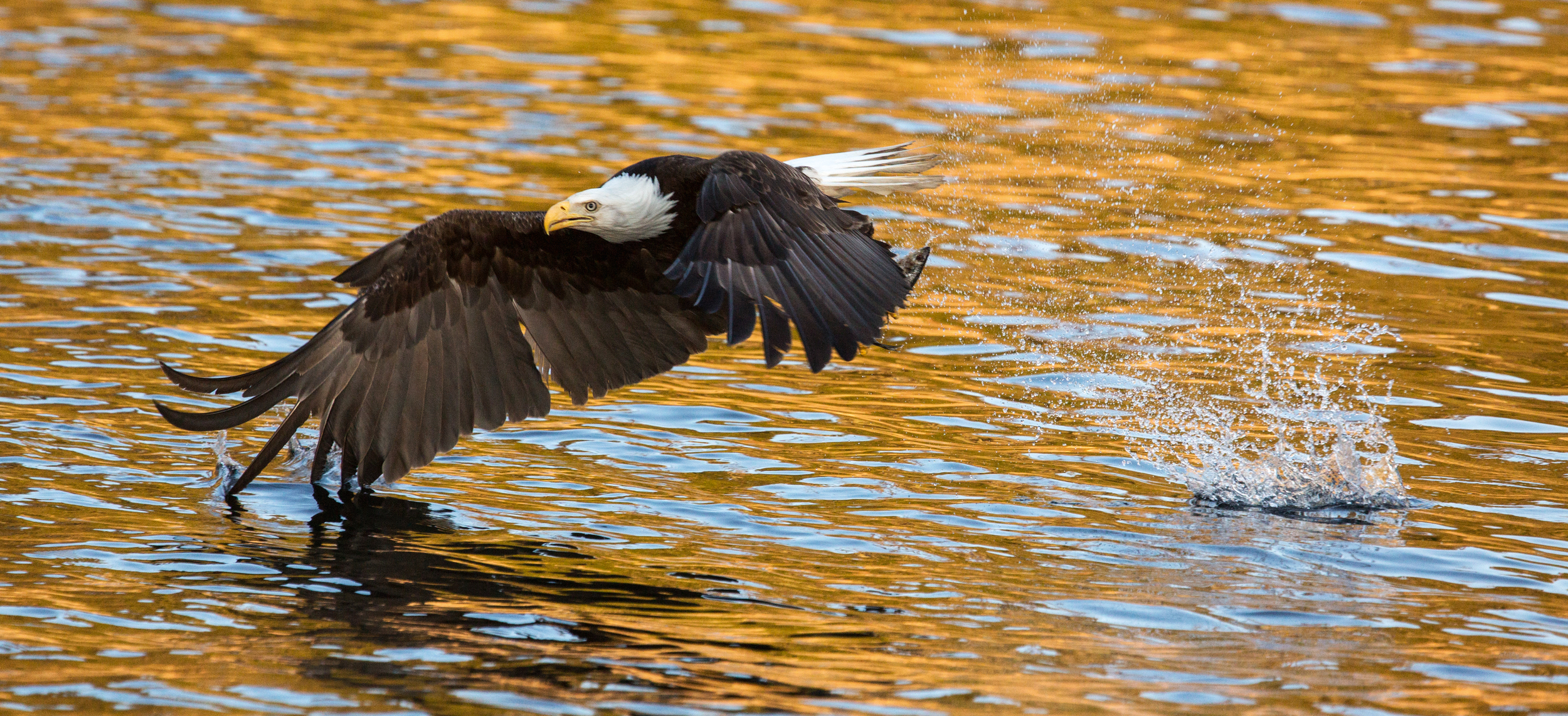 Rick Sammon's Birds012.jpg