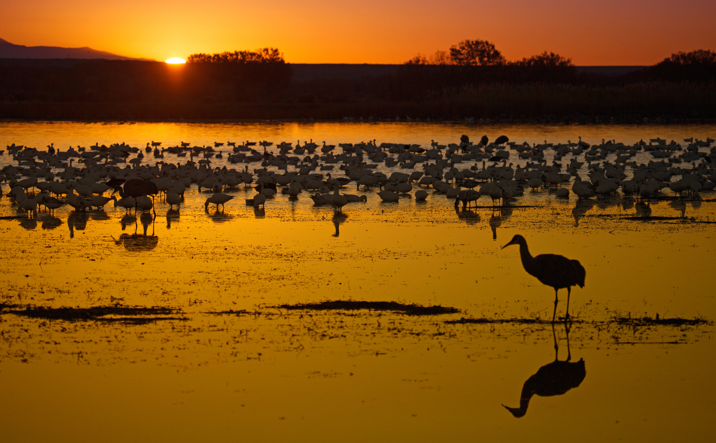 Rick Sammon's Birds044.jpg