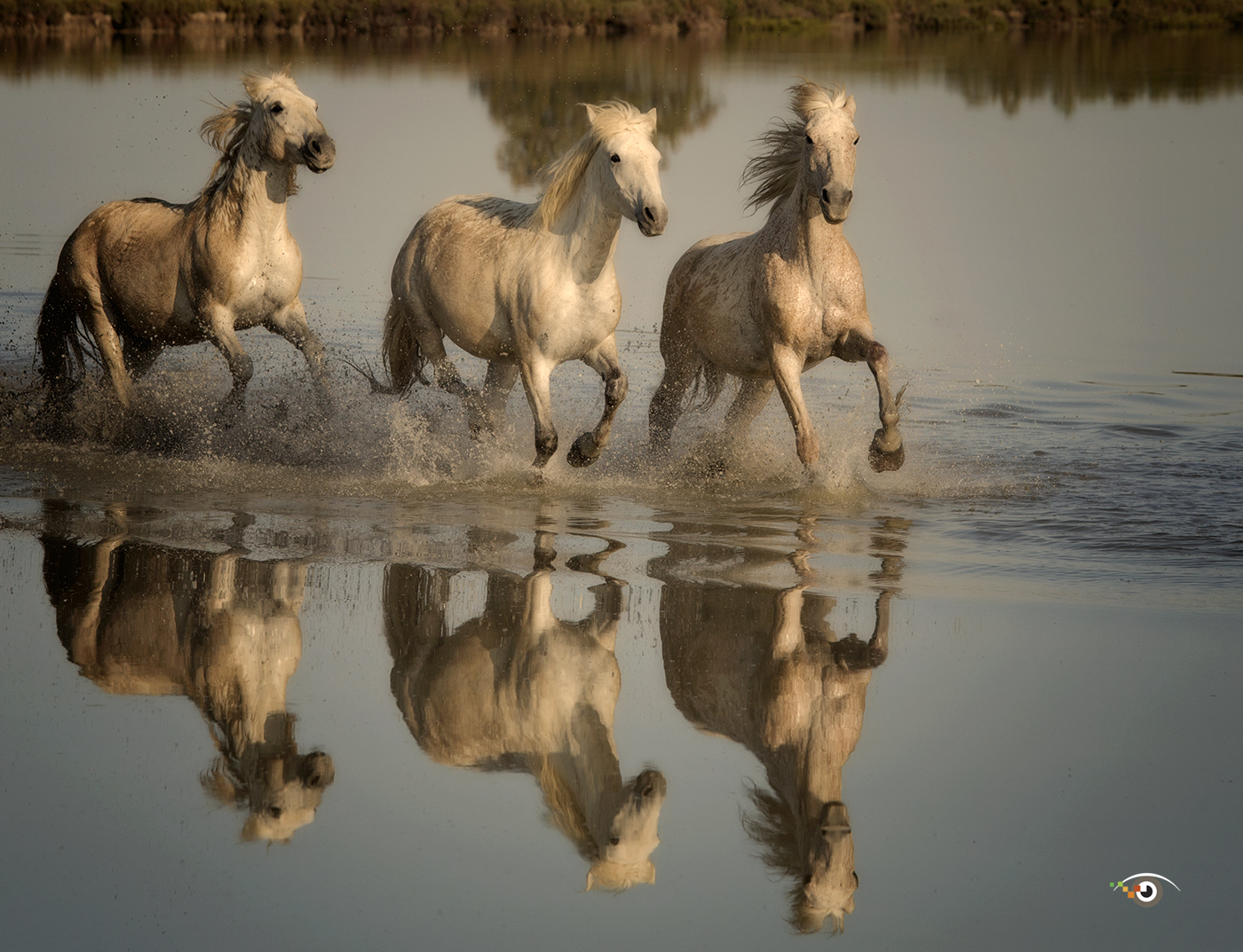 7 Tips For Photographing Running Horses Which You Can Use On My Provence Photo Workshop Rick Sammon Photography
