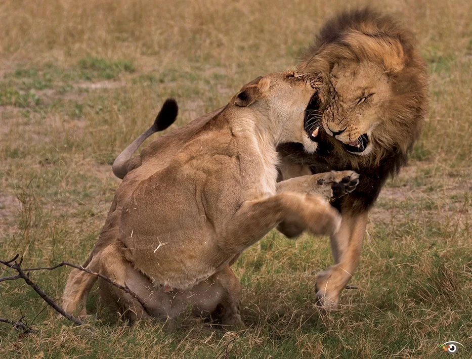 rick sammon lions.jpg