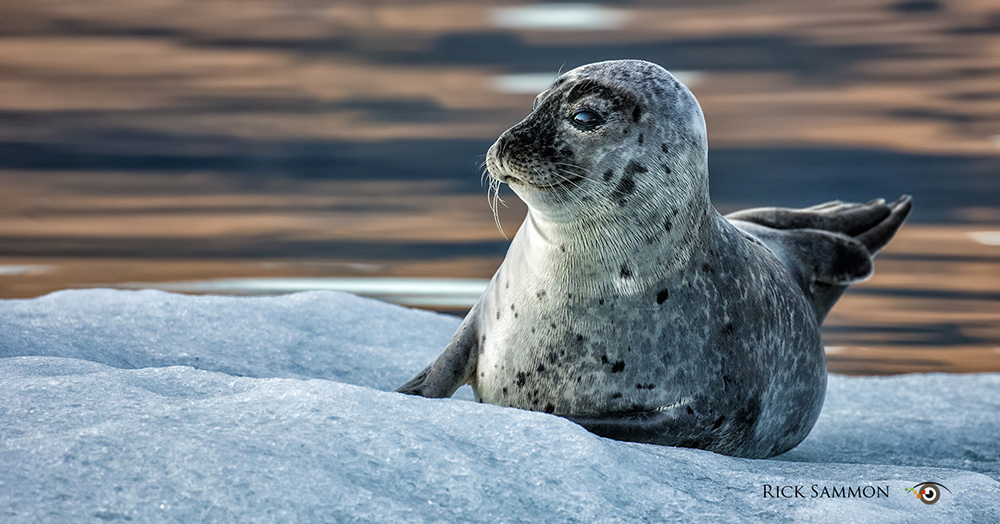 © Rick Sammon Iceland 1.jpg