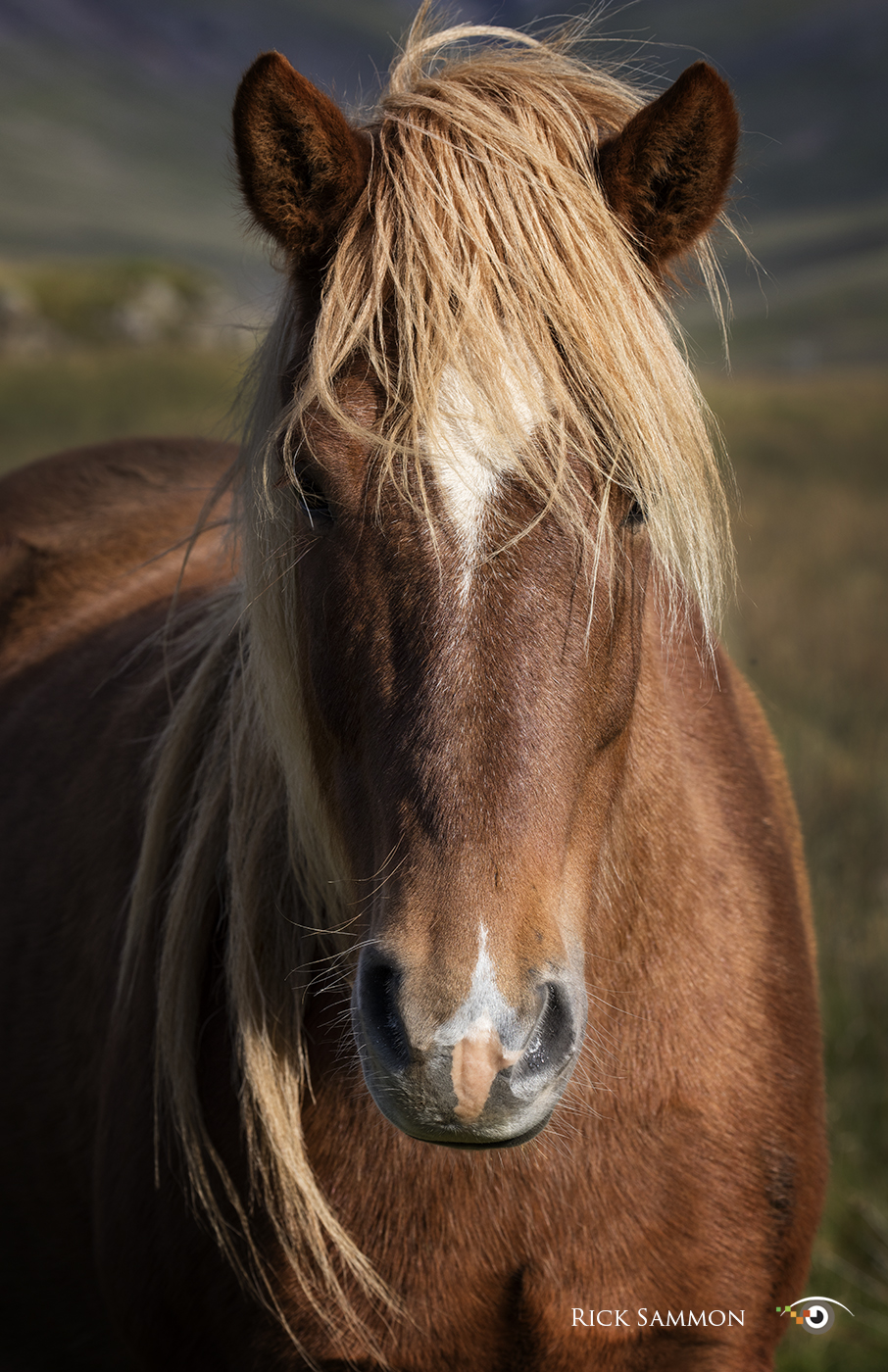 Rick Sammon Iceland Horse.jpg
