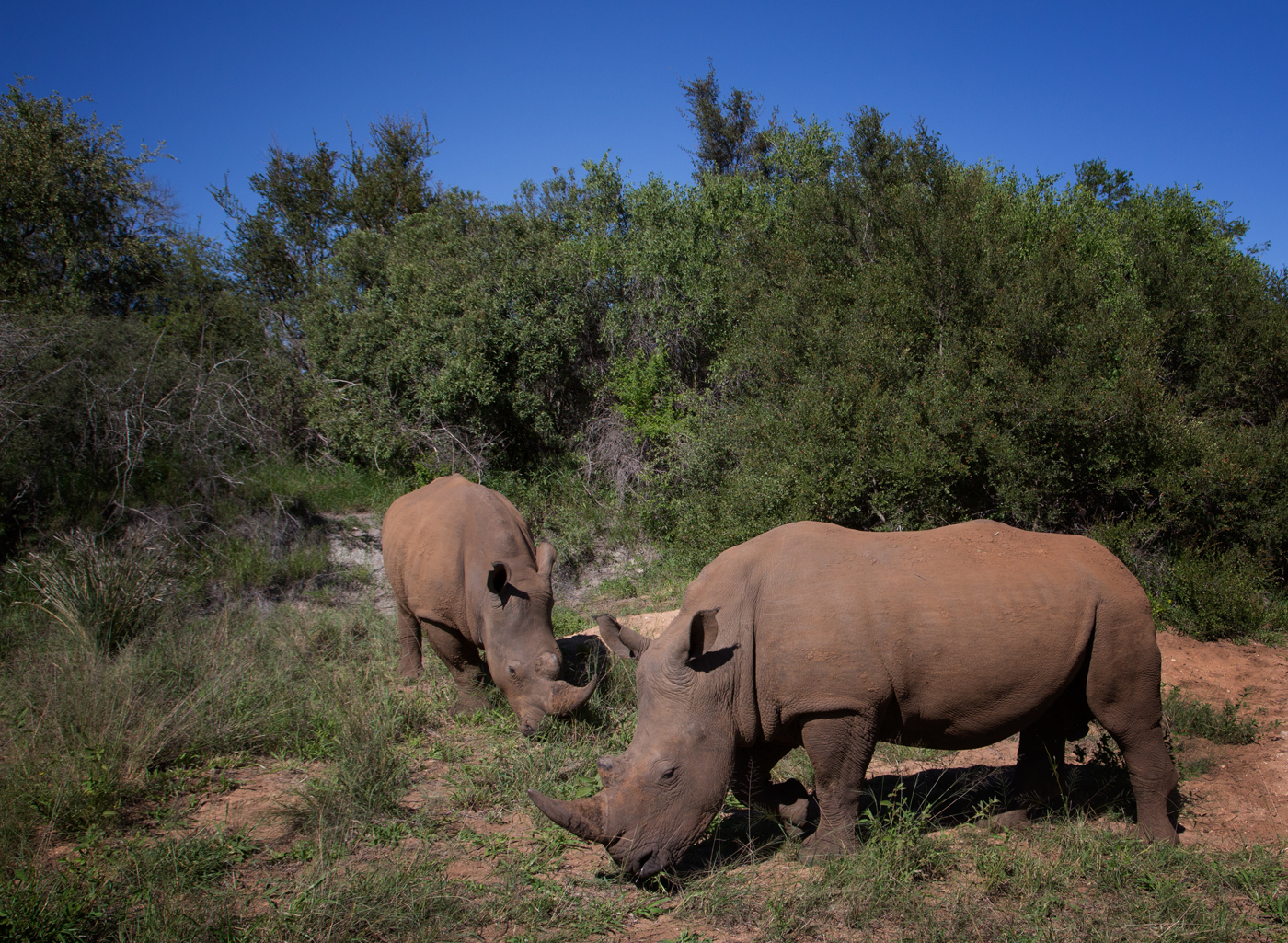 two rhinos copy 3.jpg