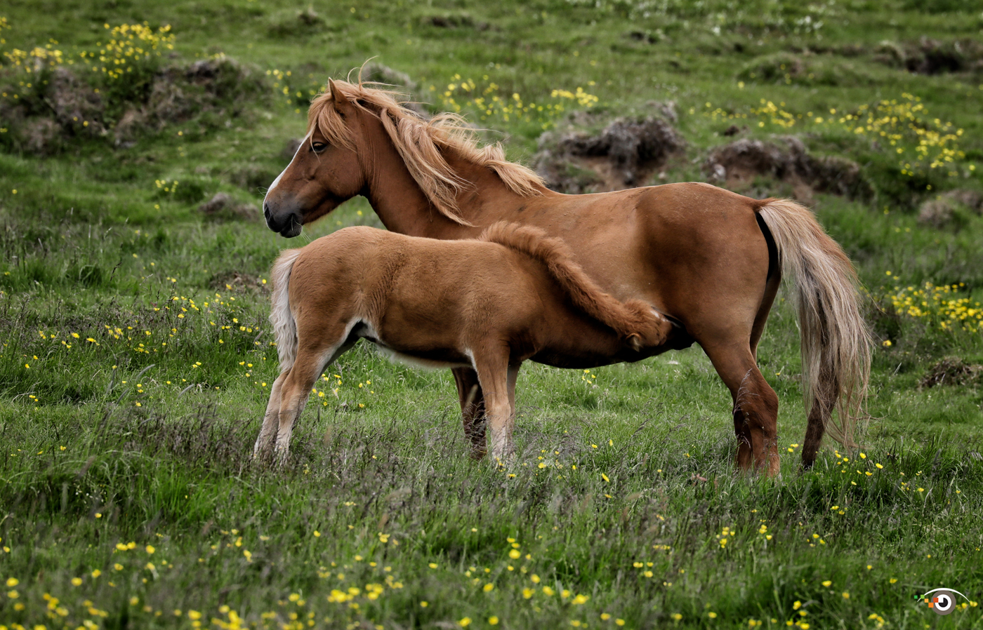 Rick Sammon Iceland 8.jpg