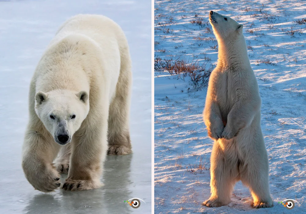 rick+sammon+polar+bears+.jpg