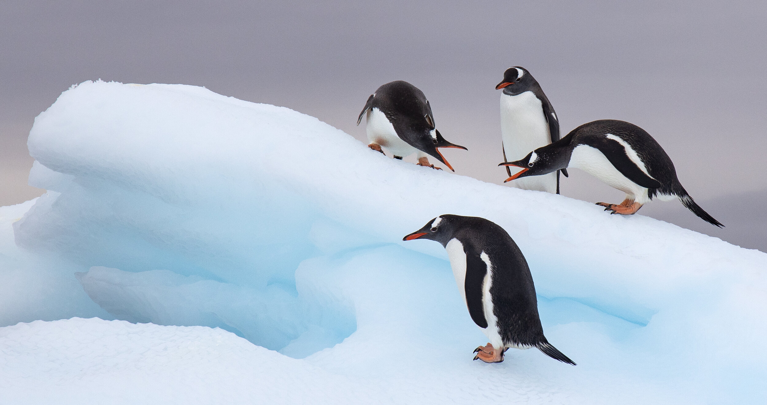 Rick Sammon Blue Ice with Penguins.jpg