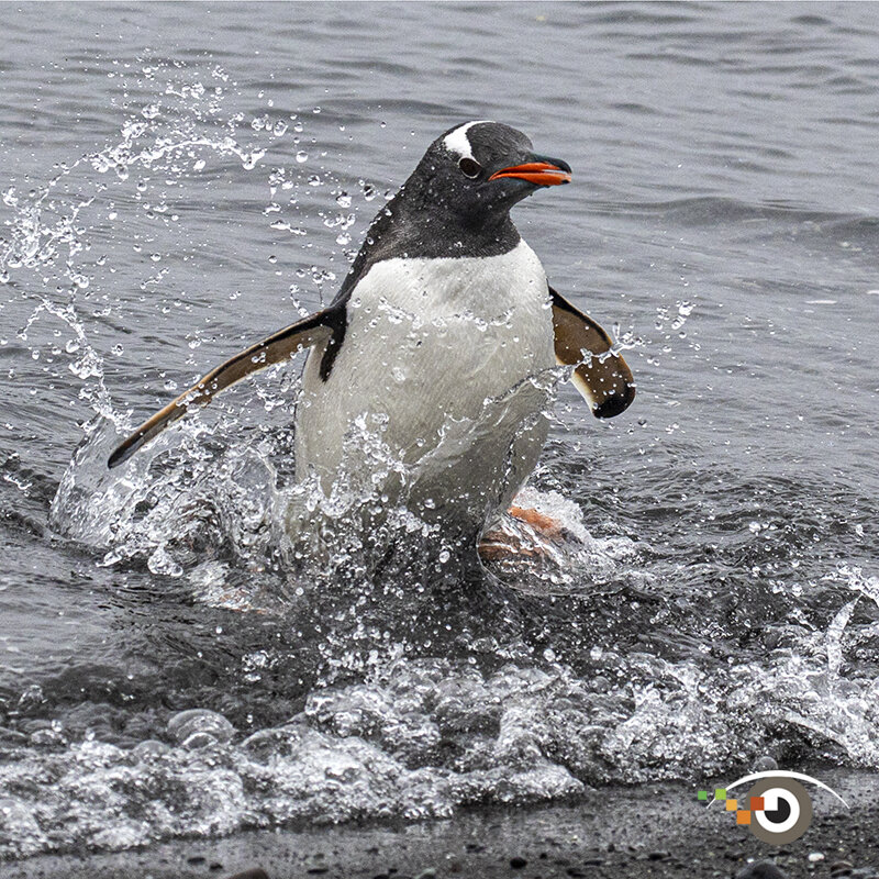 Penguin Swim.jpg