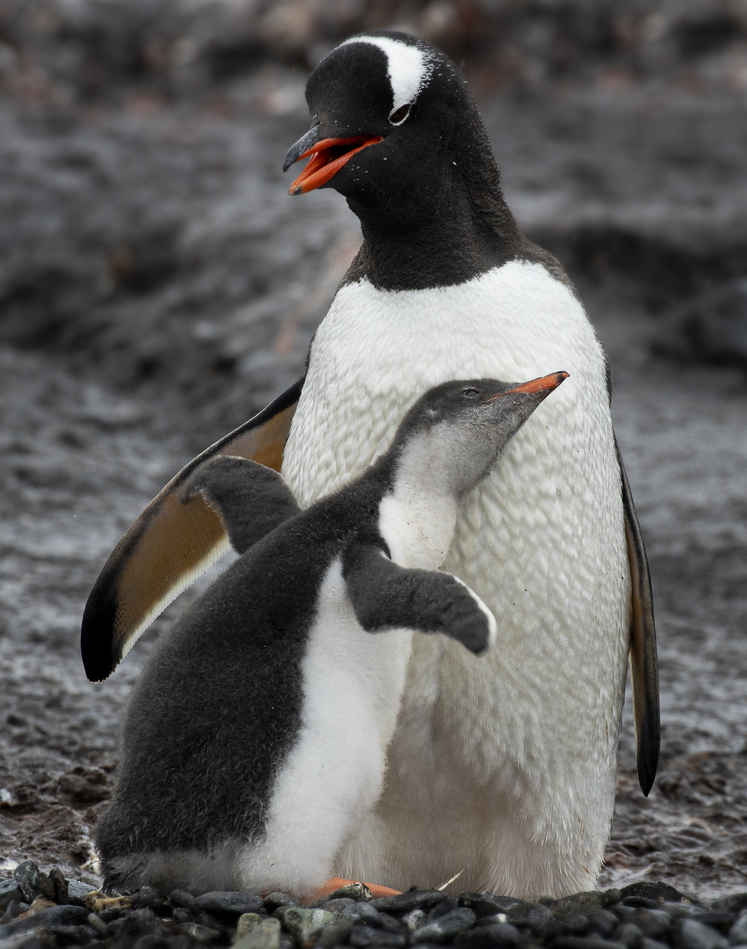 2. A Mother’s Love - Antarctic Peninsula 