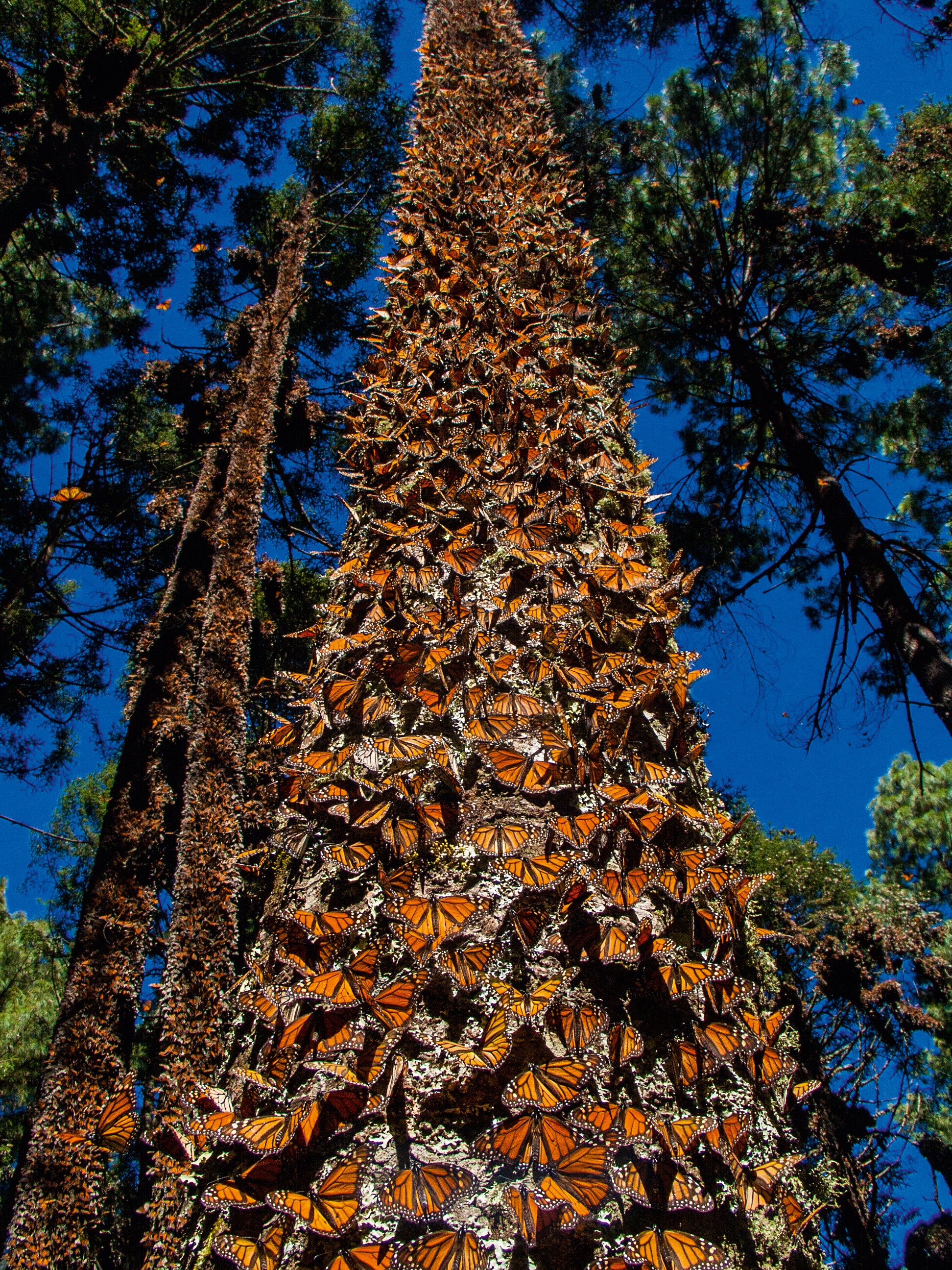 4. Monarch Migration  – Michoacán, Mexico