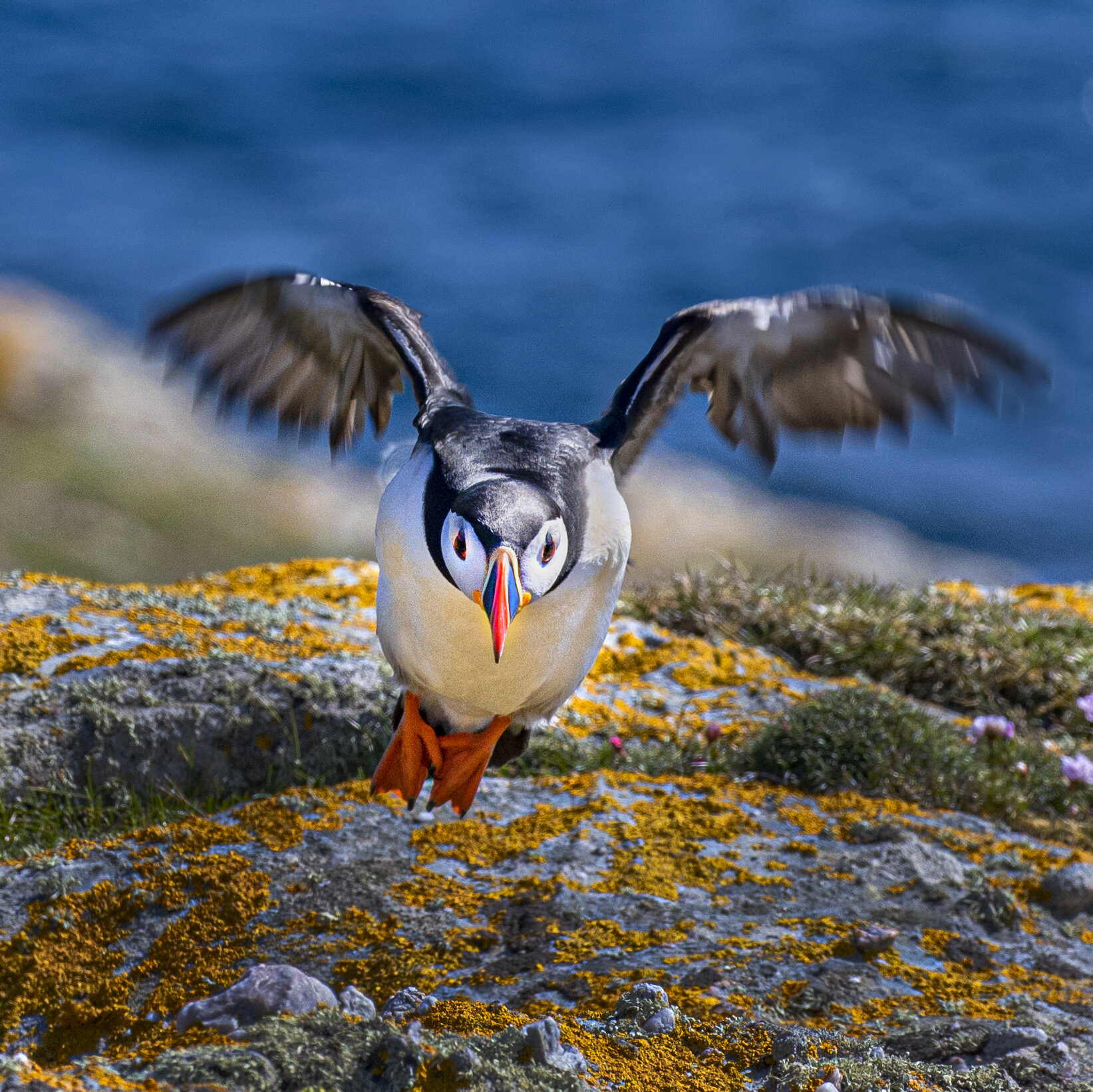 7. Pursuing a Puffin – Faroe Islands