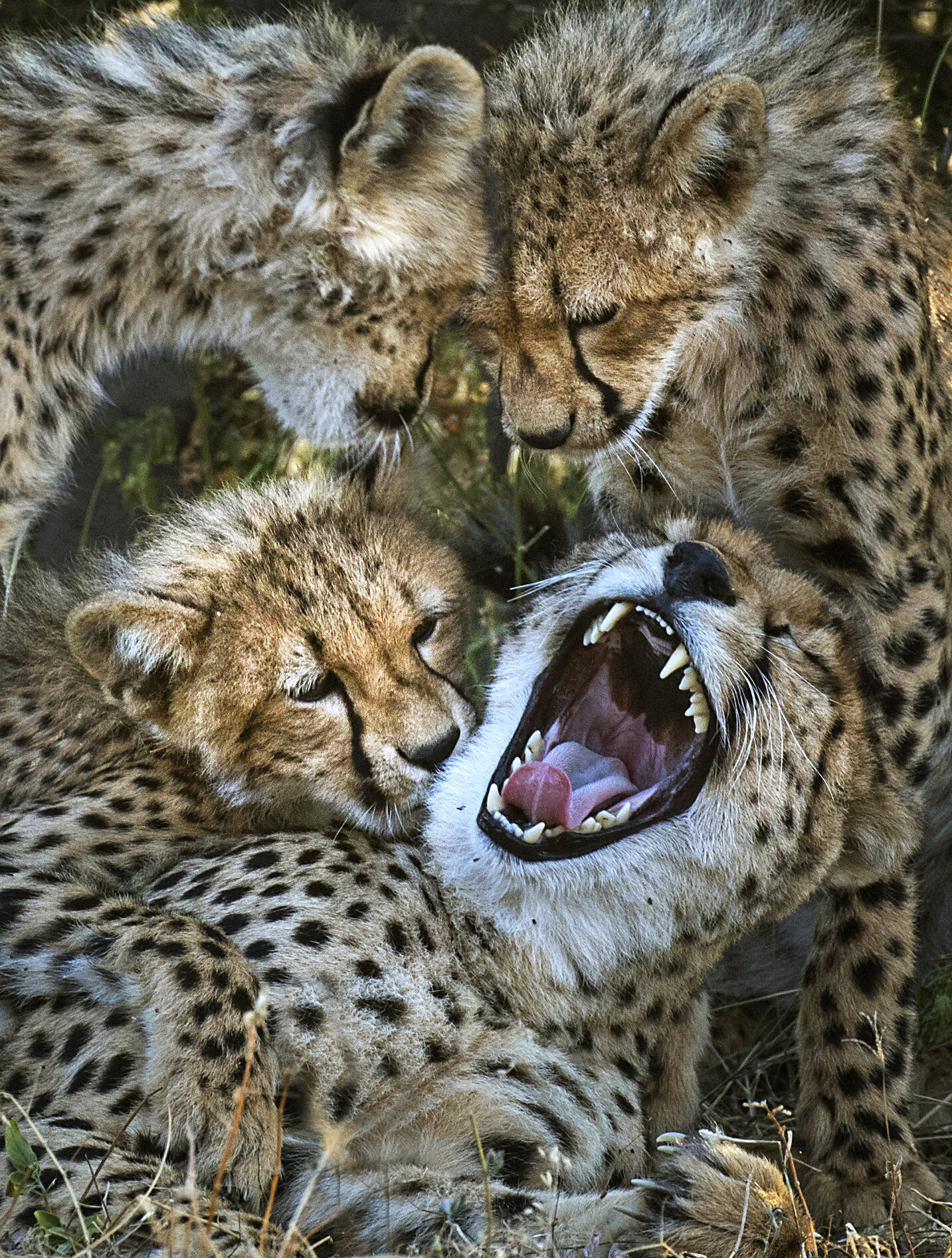 9. Luck Favors the Prepared Photographer – Botswana