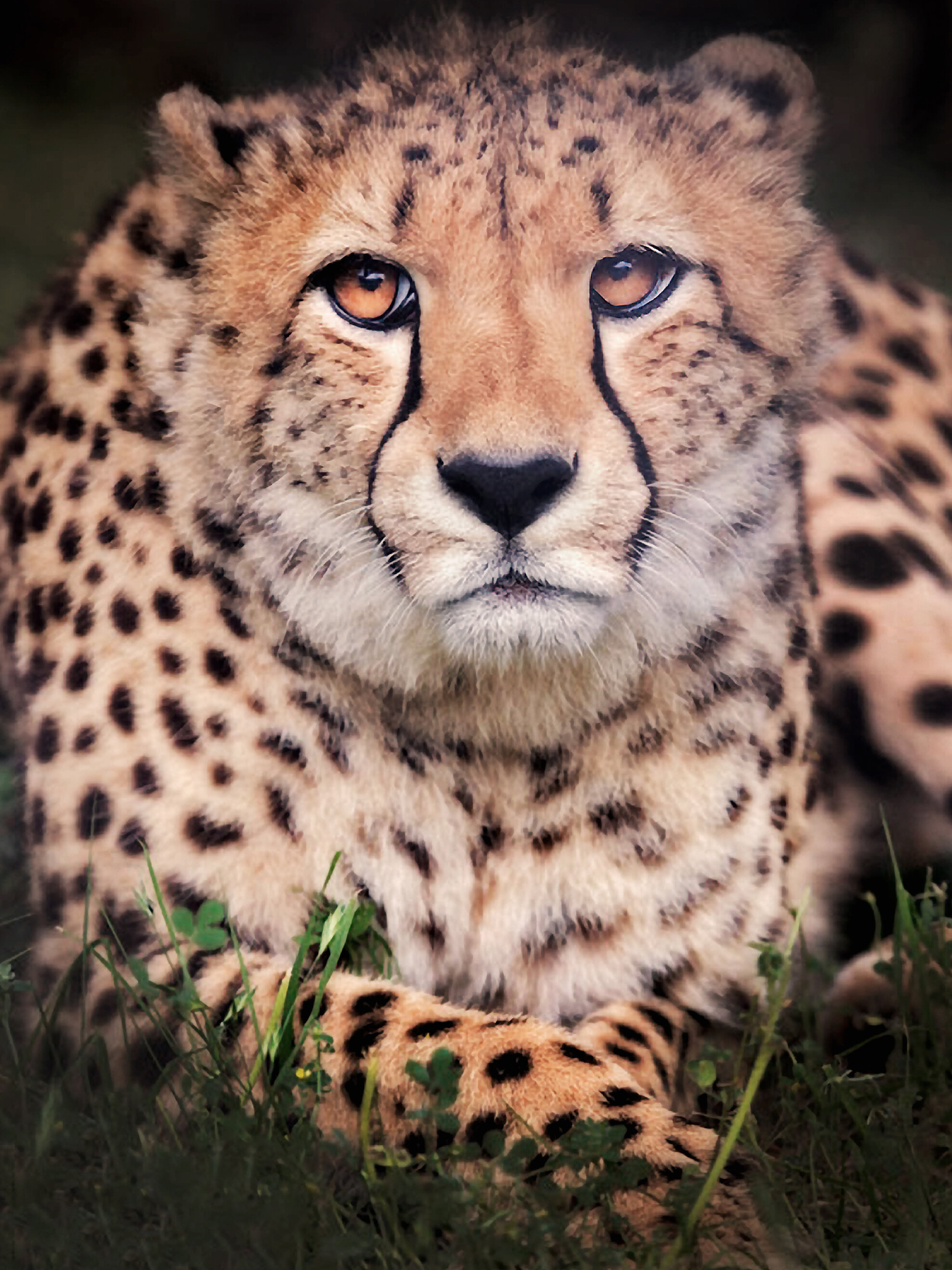 15. Eye-to-Eye with a Cheetah – Glen Rose, Texas