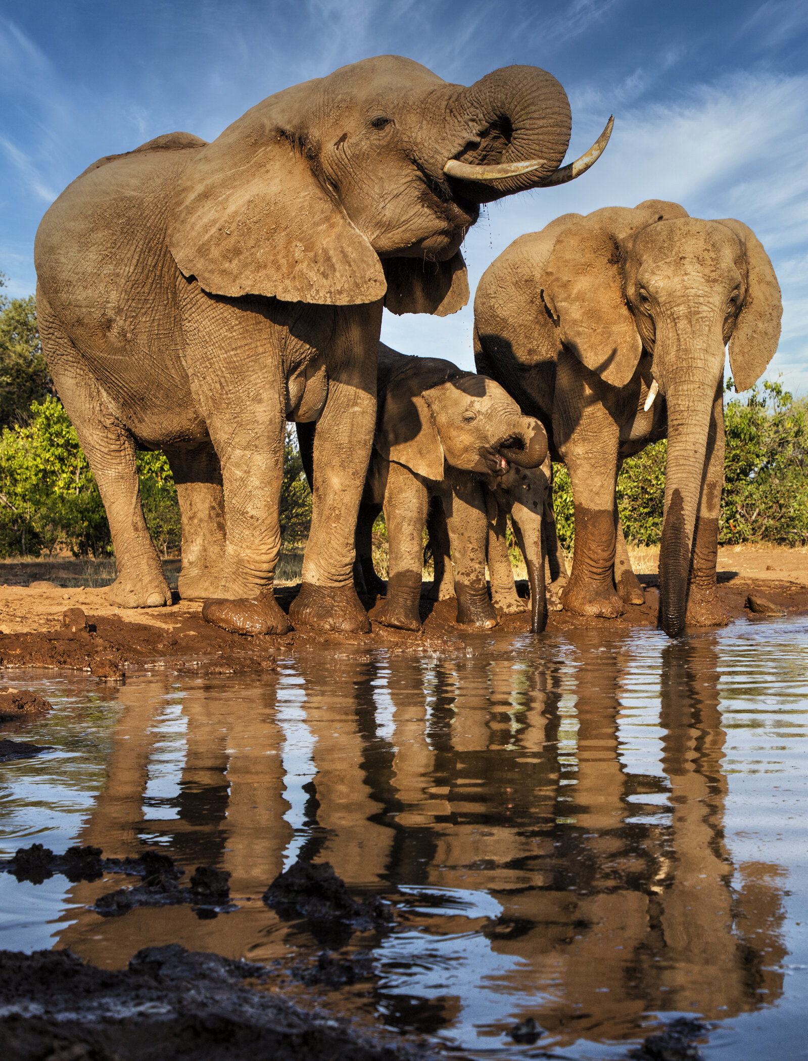 25. Afternoon at the Watering Hole – Mashatu, Botswana