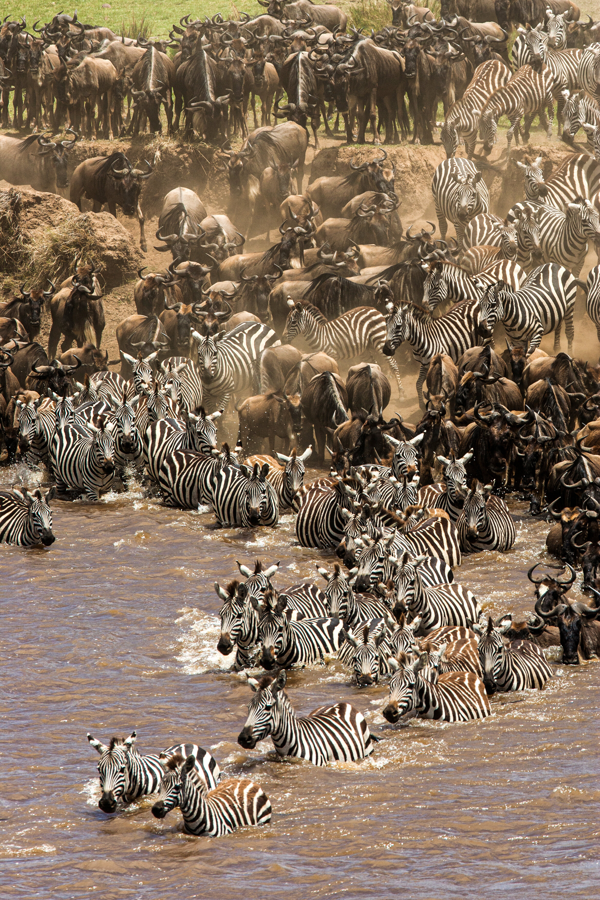 28.  The Greatest Migration – Maasai Mara, Kenya